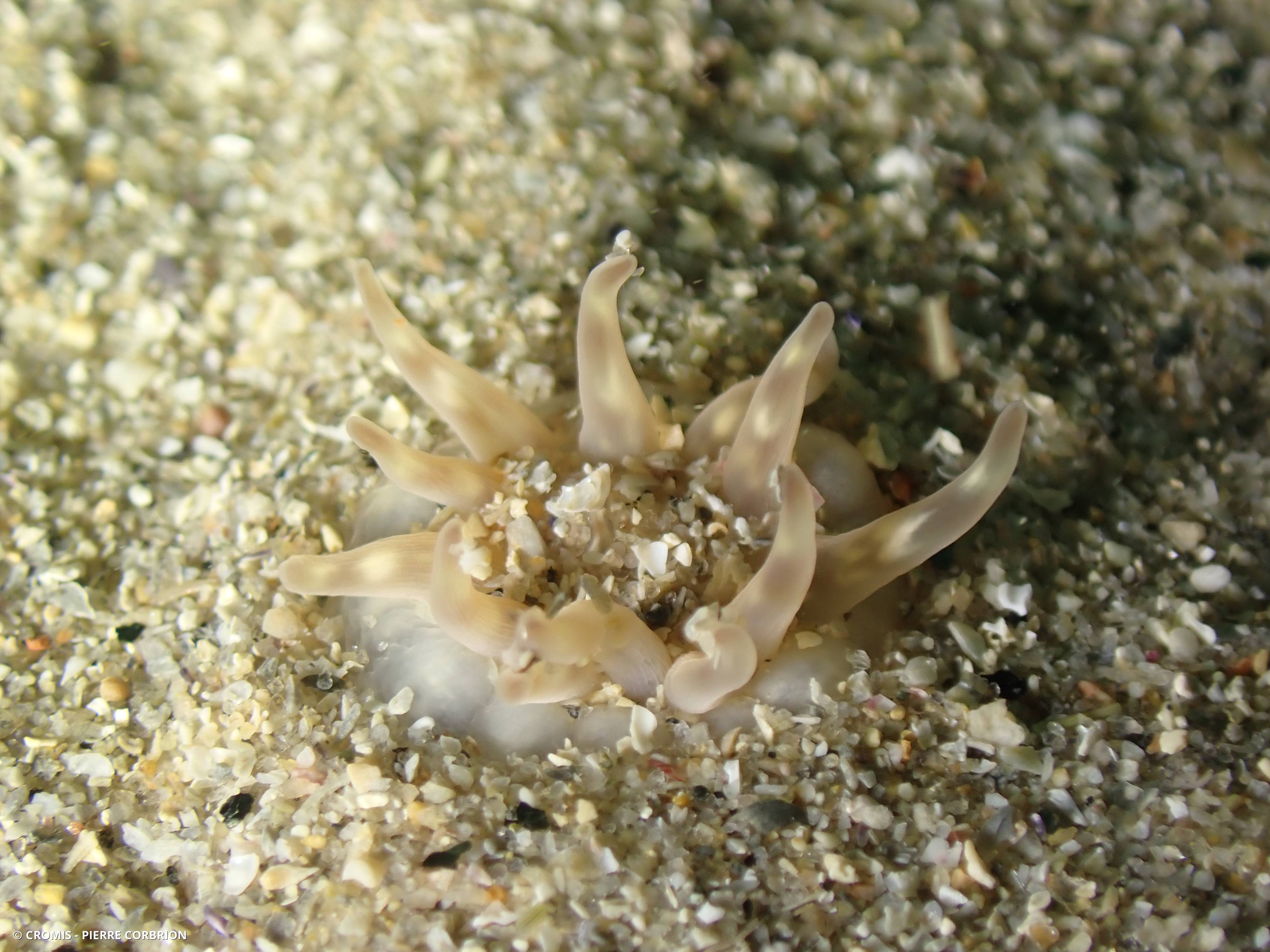 Halcampa dorée