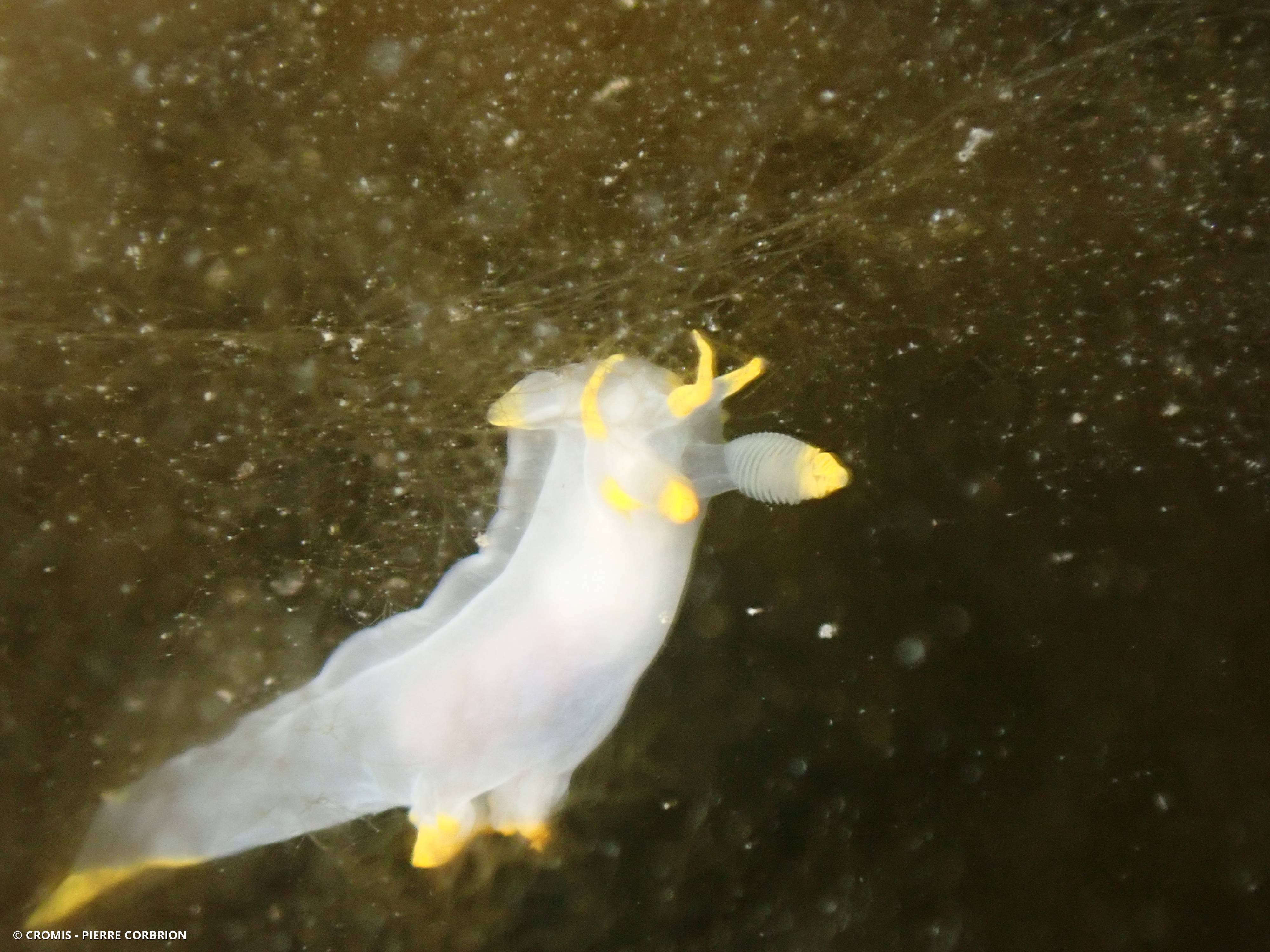 Polycère des Féroé
