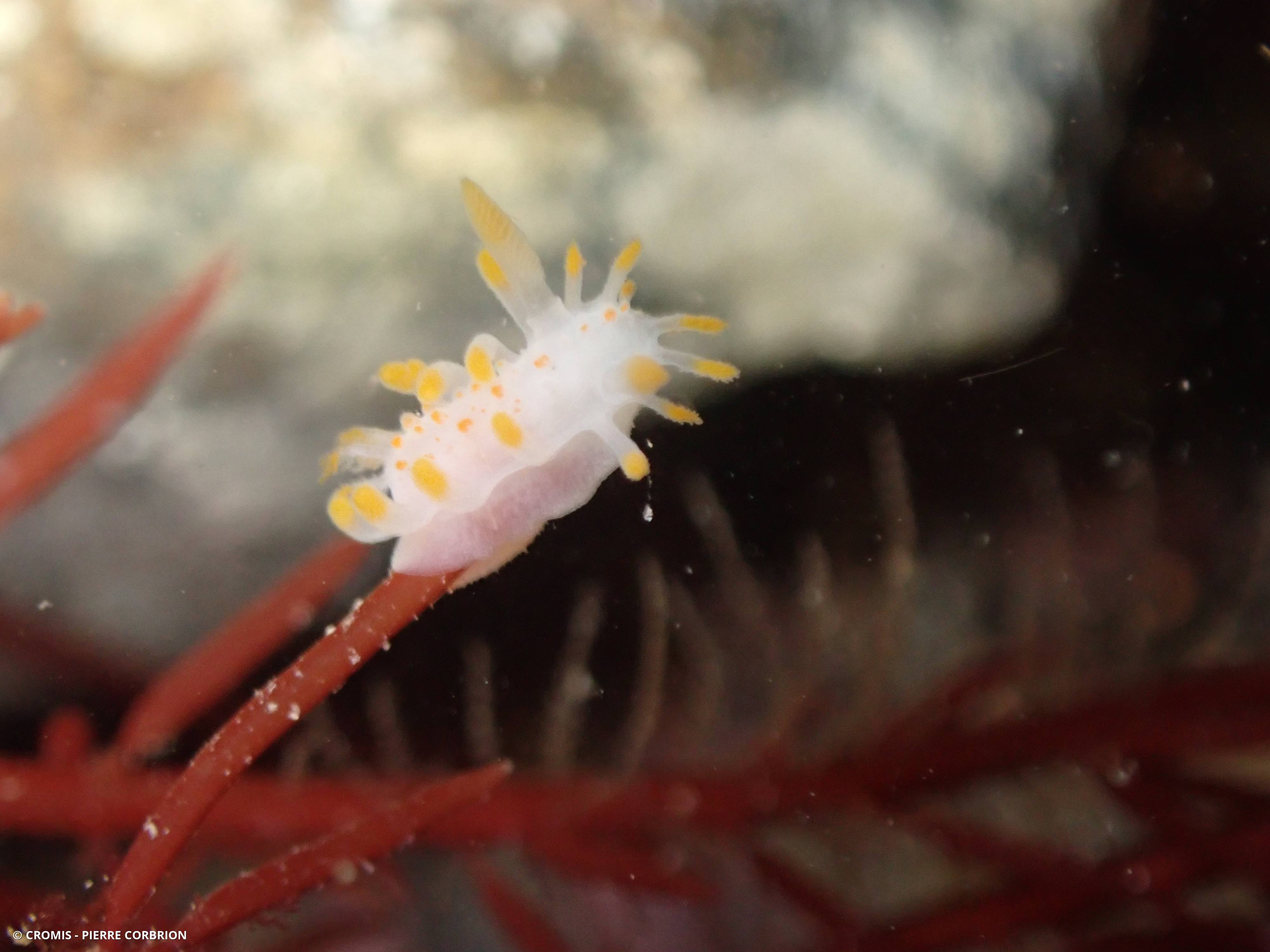 Limacia clavigère