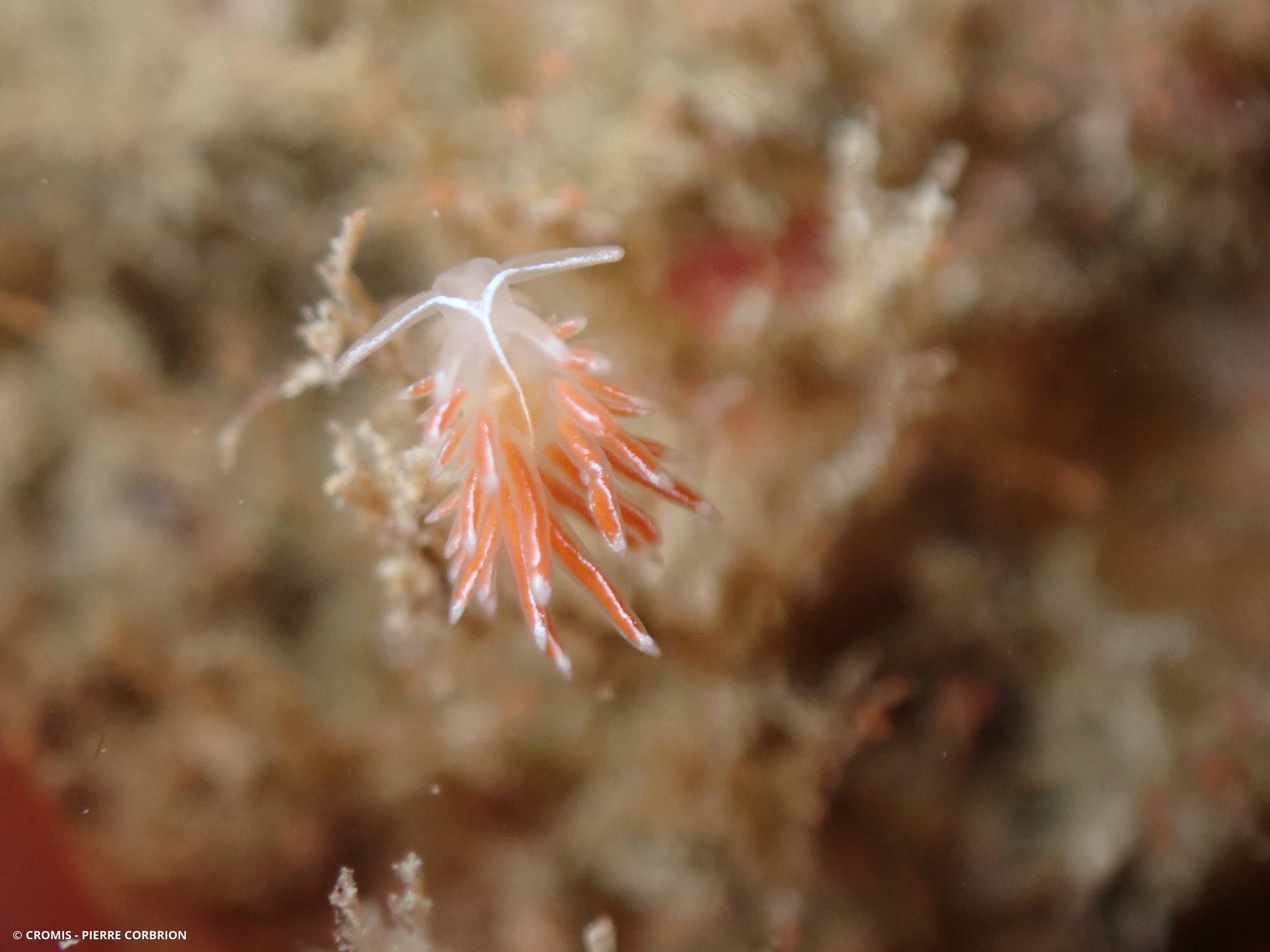Coryphelle argentée