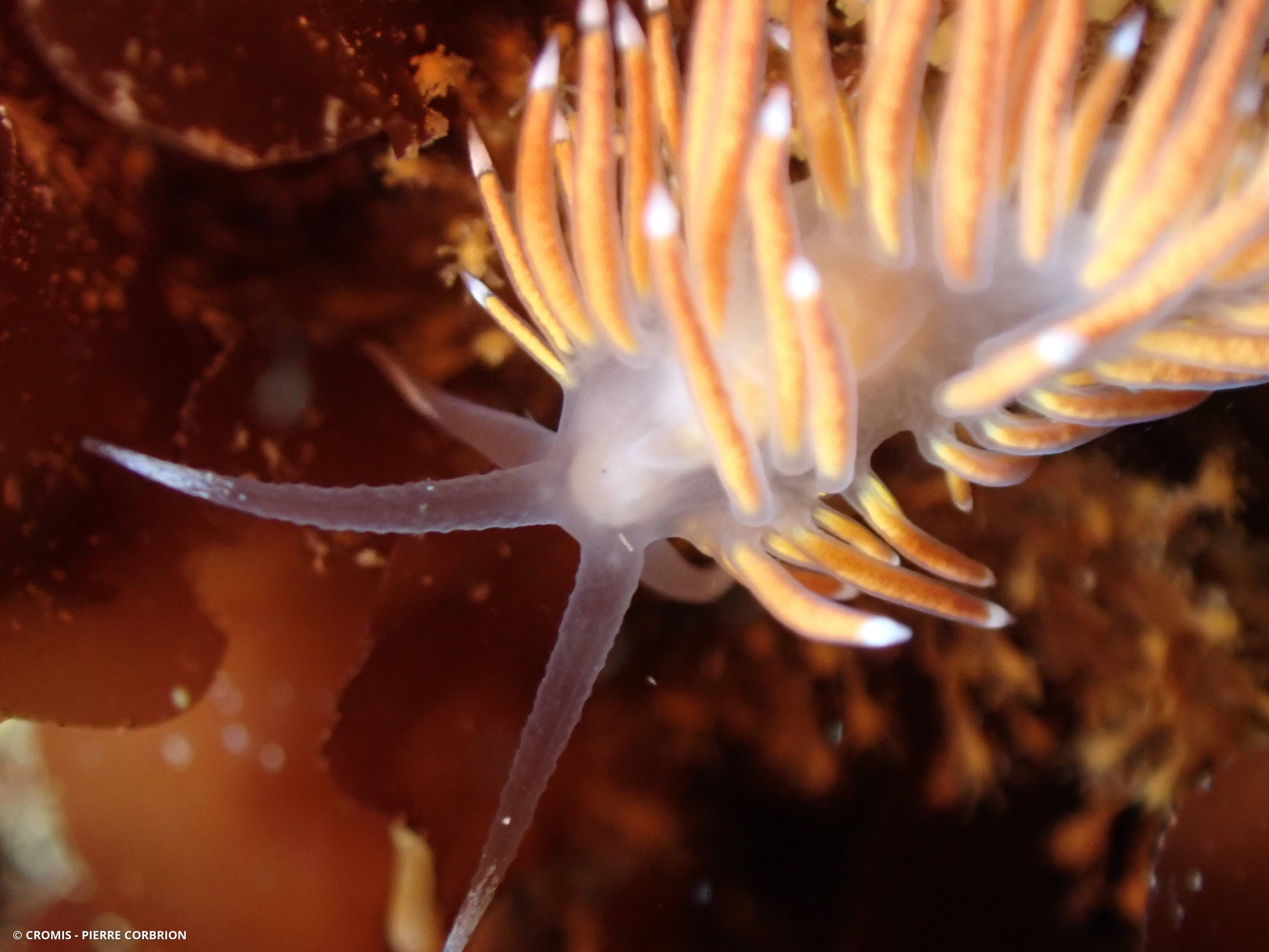 Coryphelle de Brown