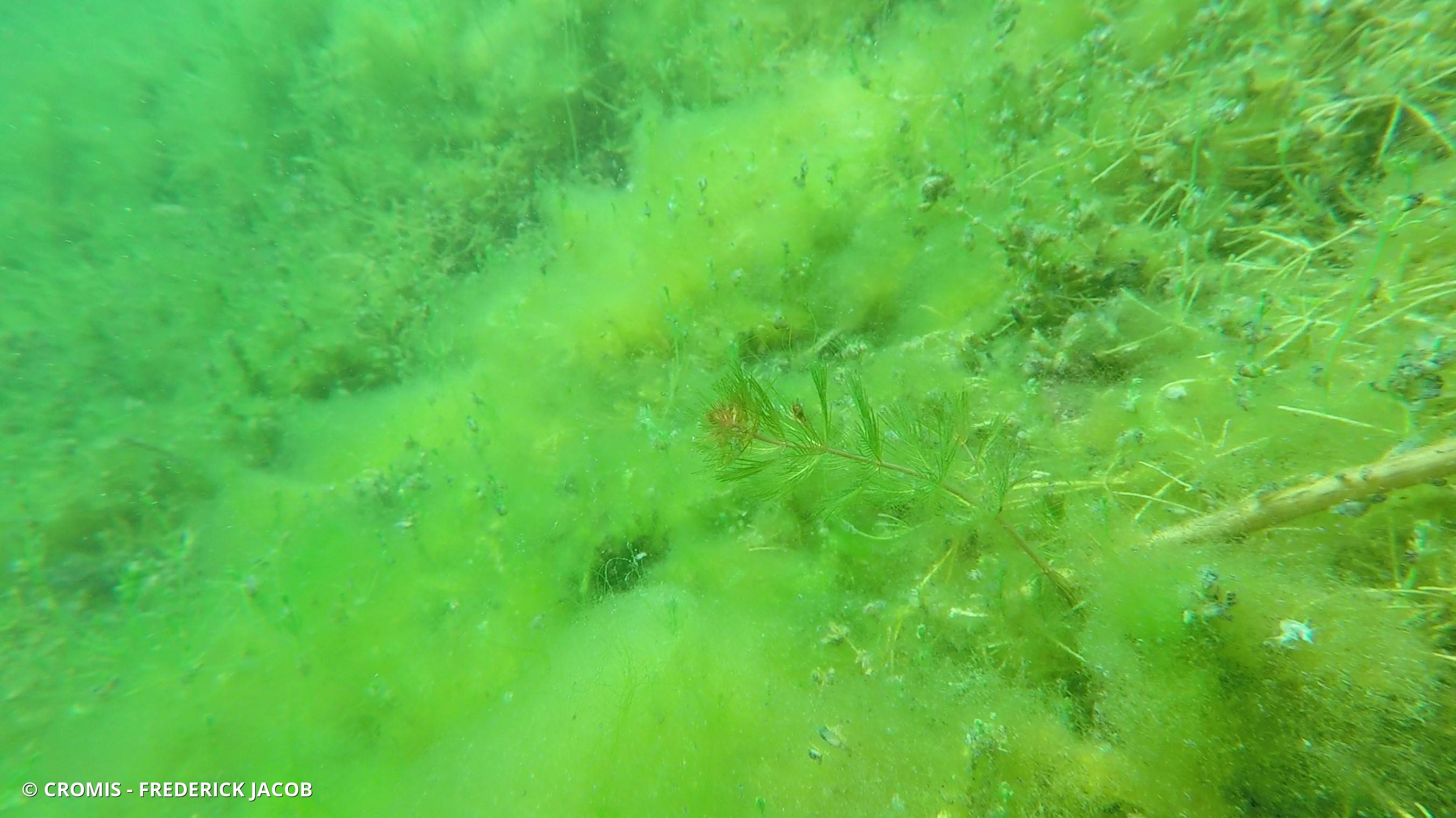 Myriophylle