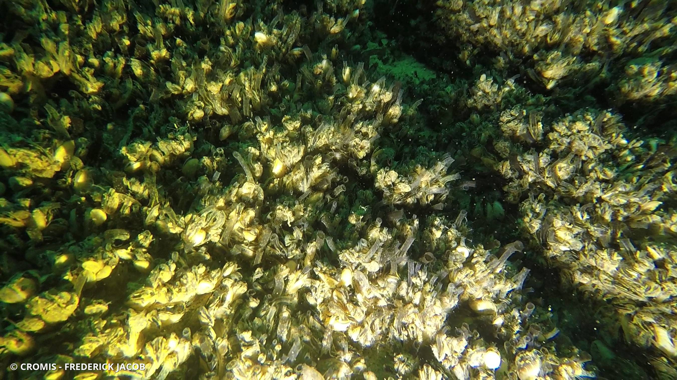 Moule quagga
