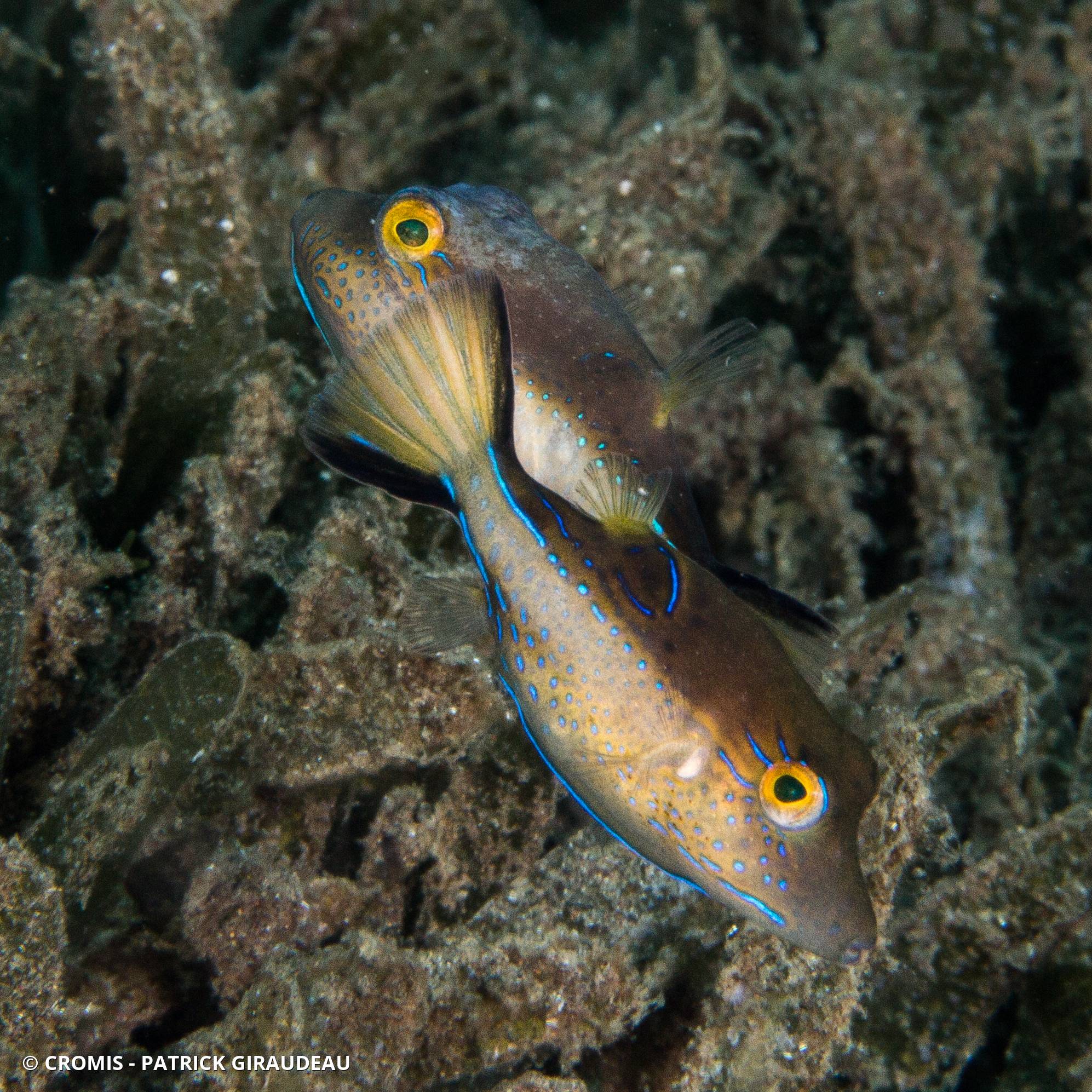 Canthigaster des Caraïbes