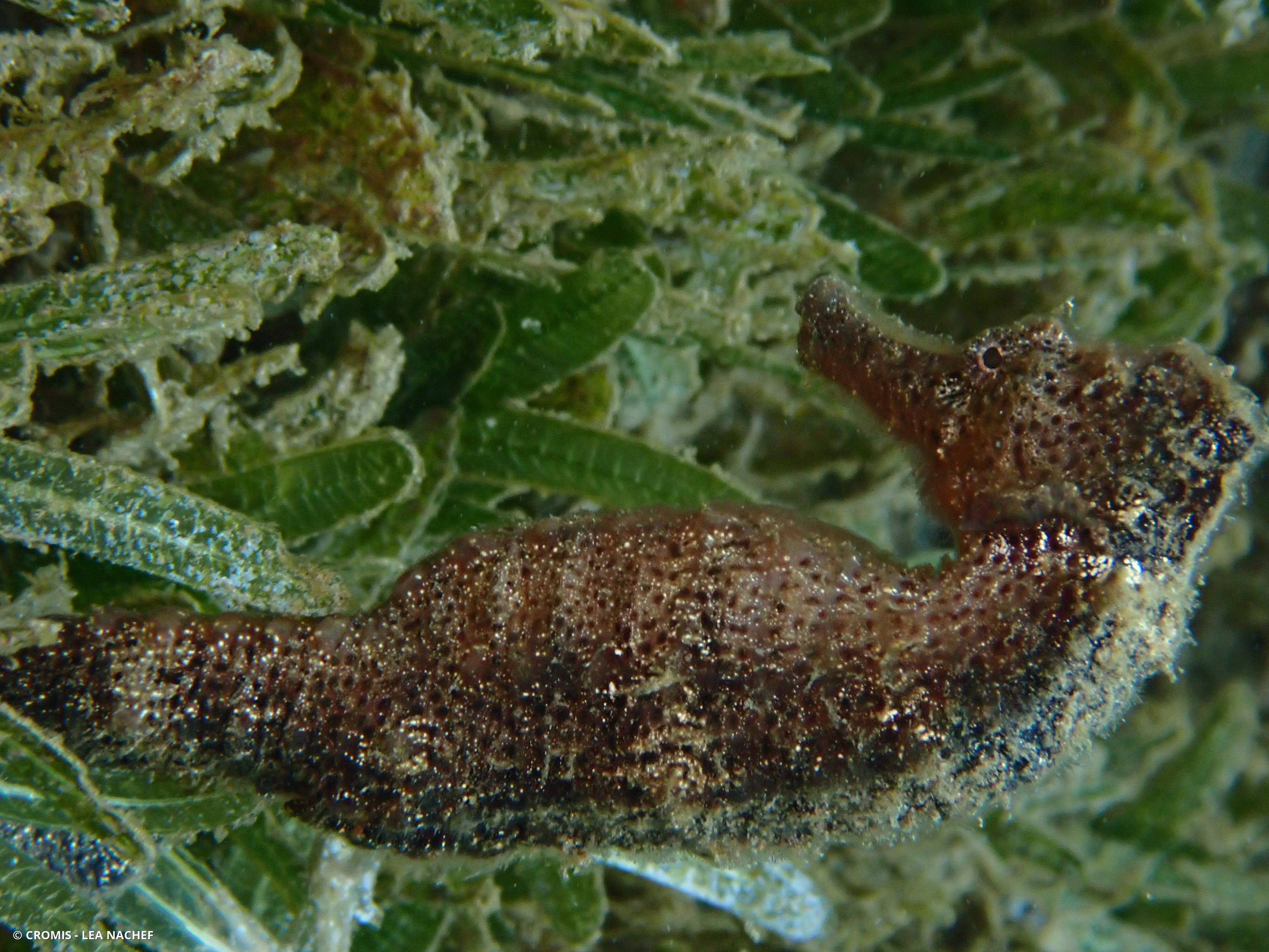 Hippocampe à long nez