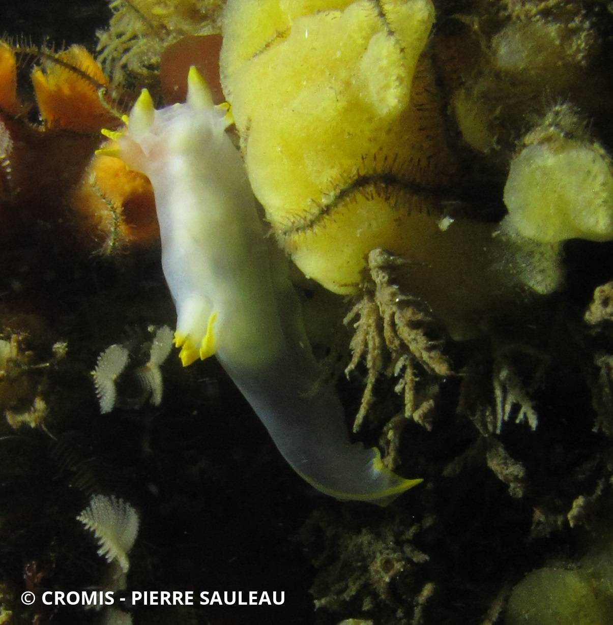 Polycère des Féroé