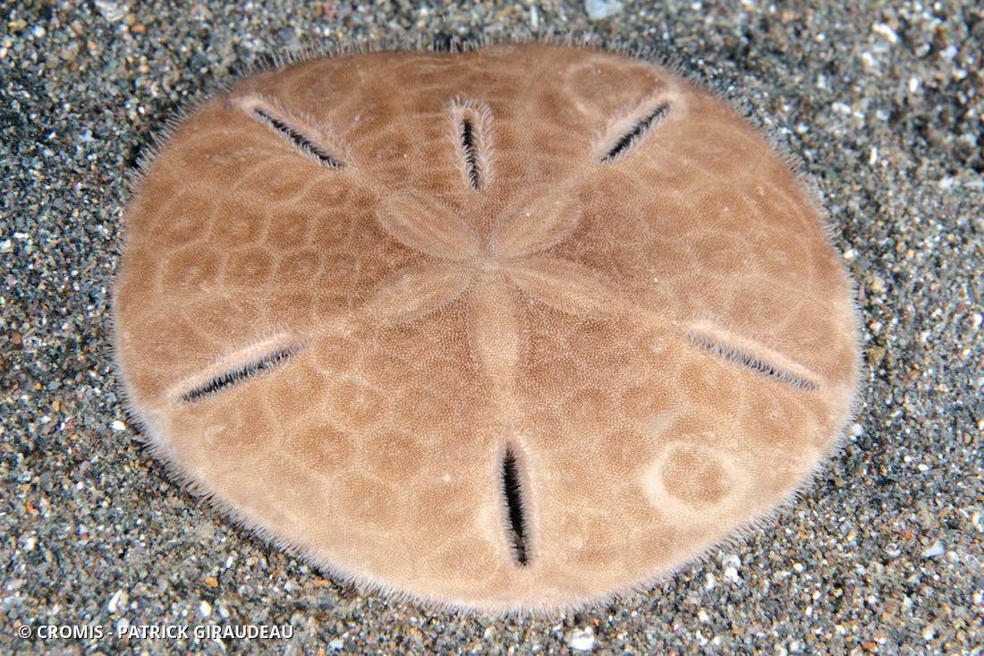 Dollar de sable à 6 trous