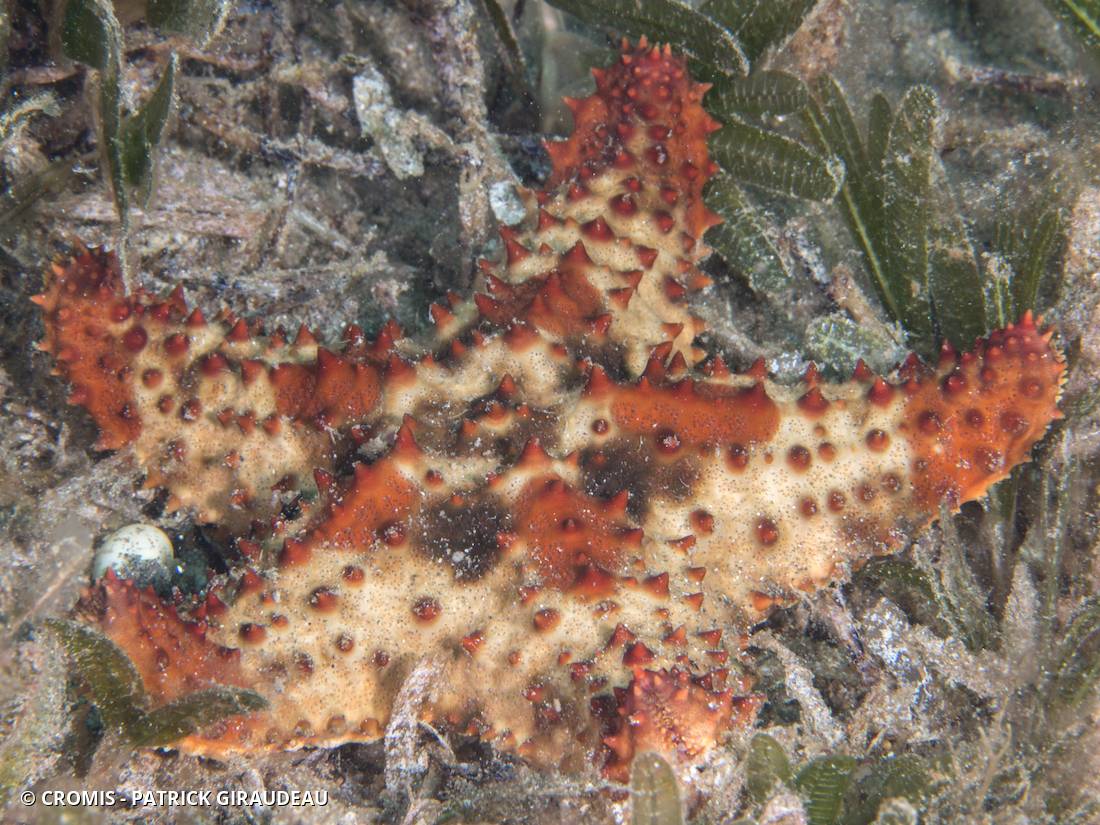 Etoile coussin réticulée
