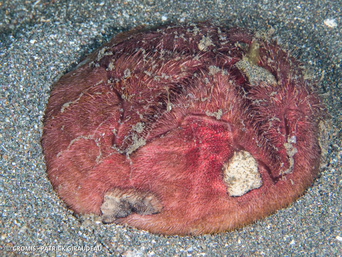 Spatangue rouge