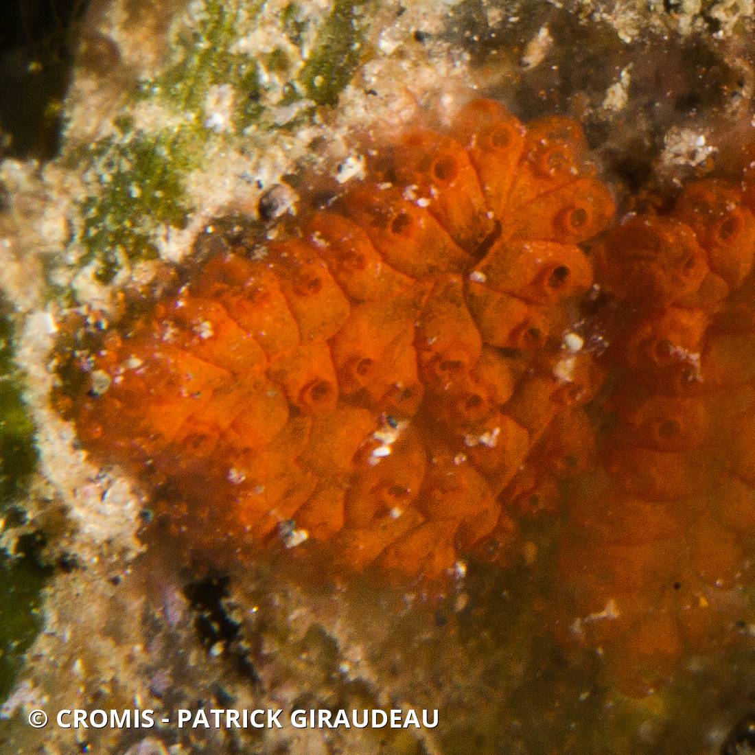 Botryllus planus