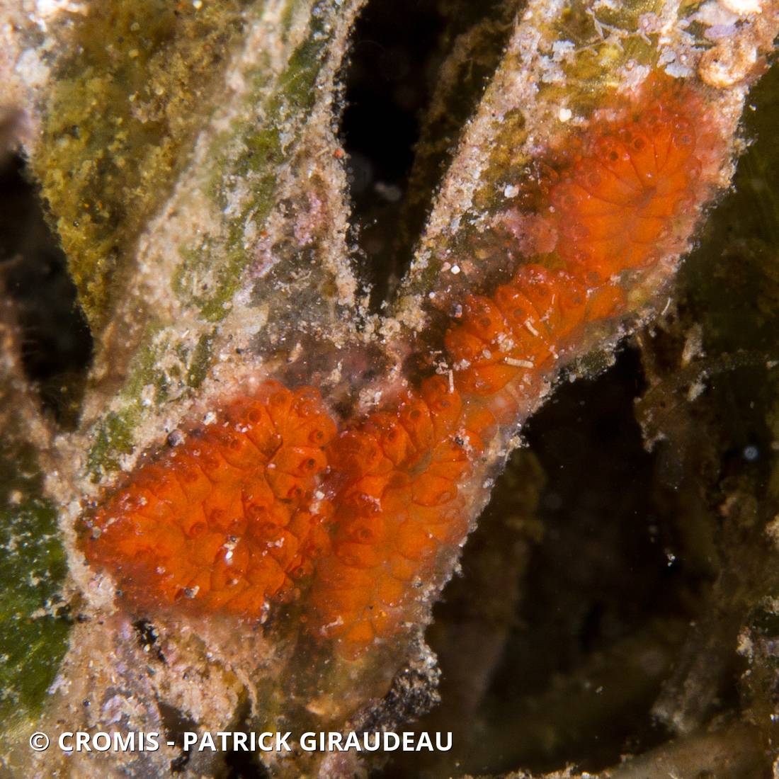 Botryllus planus