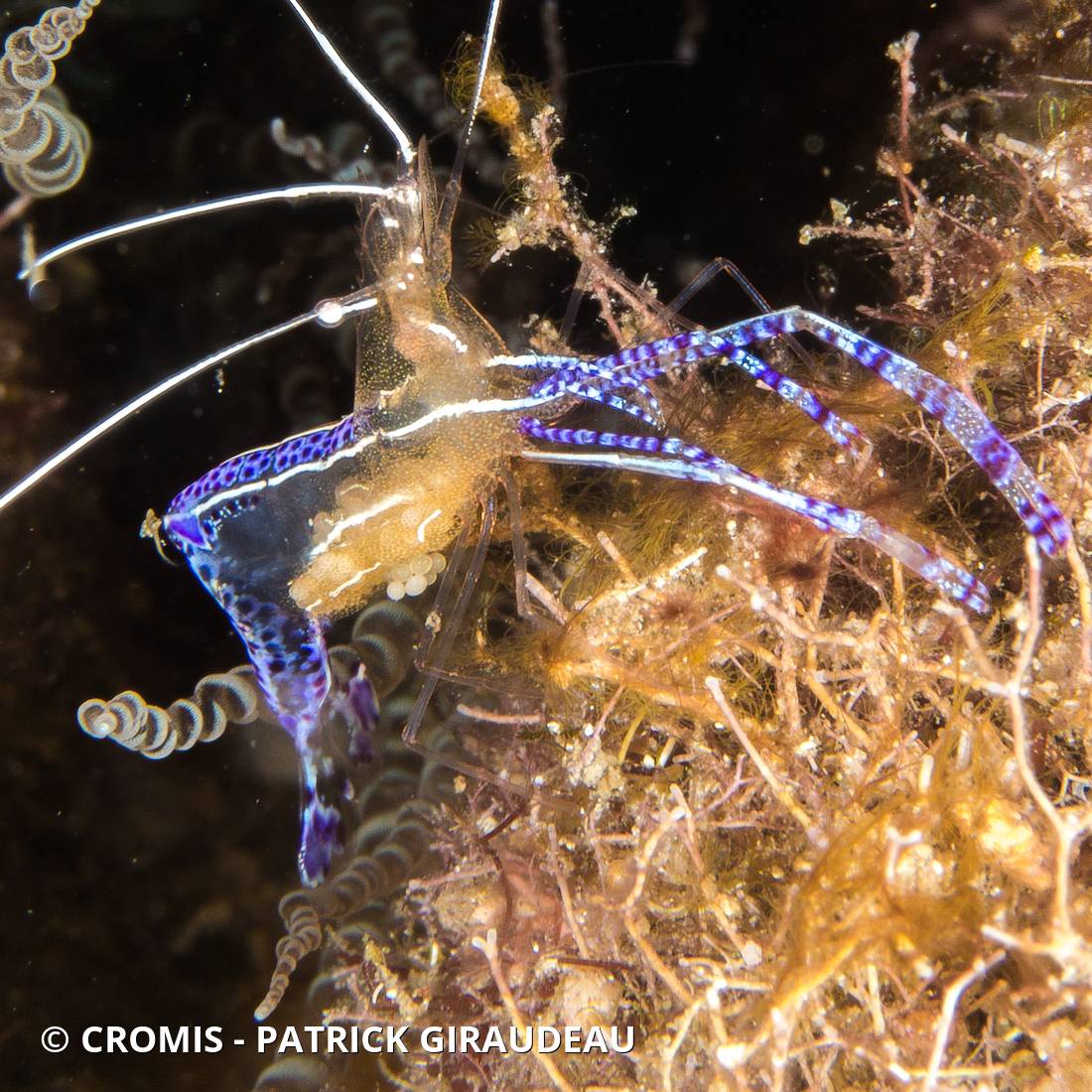 Crevette nettoyeuse de Pederson