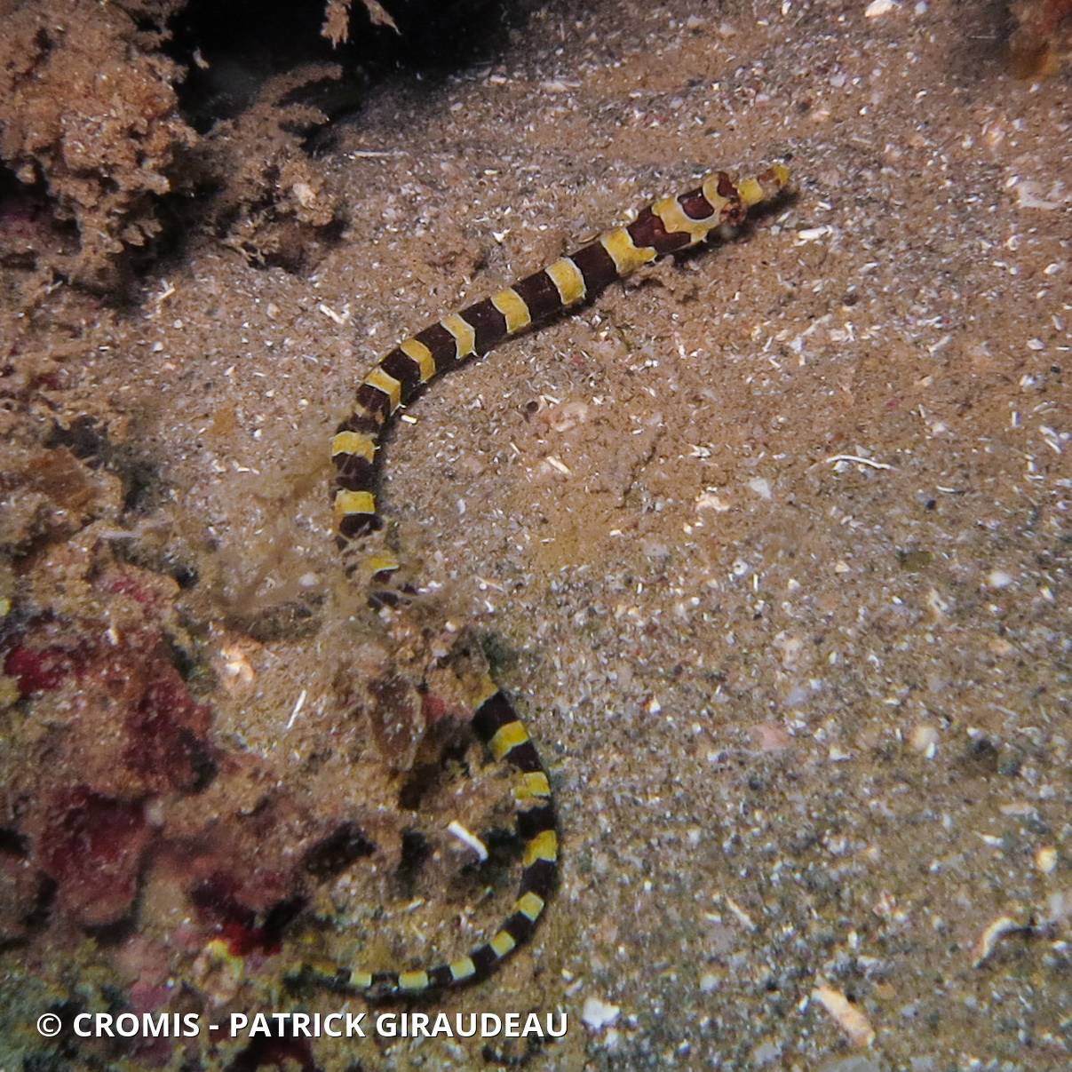 Syngnathe arlequin
