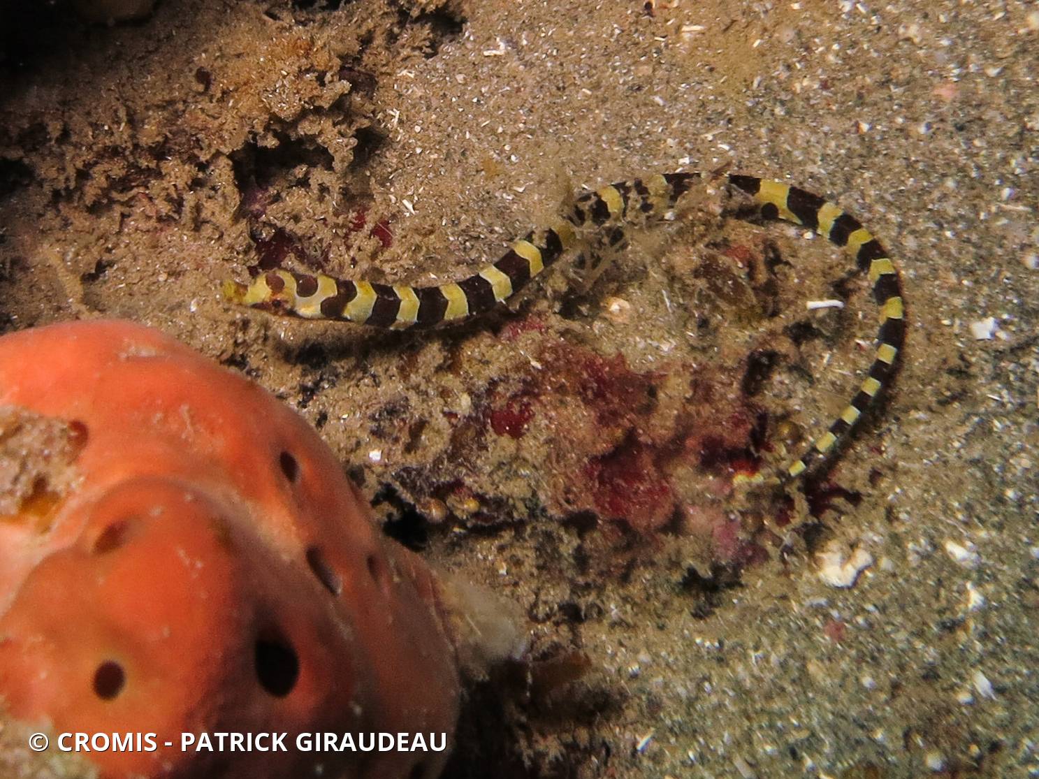 Syngnathe arlequin