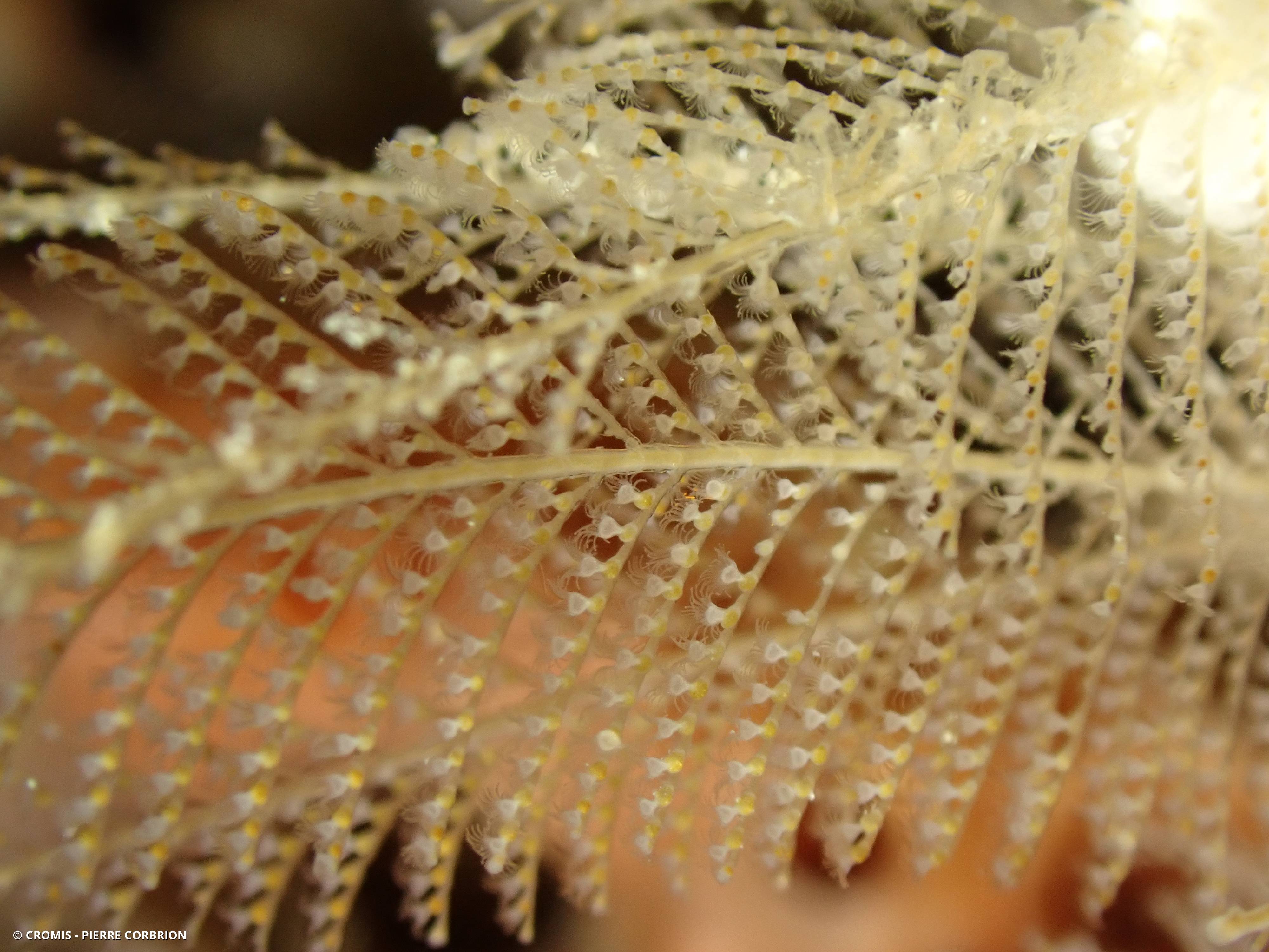 Hydraire penné