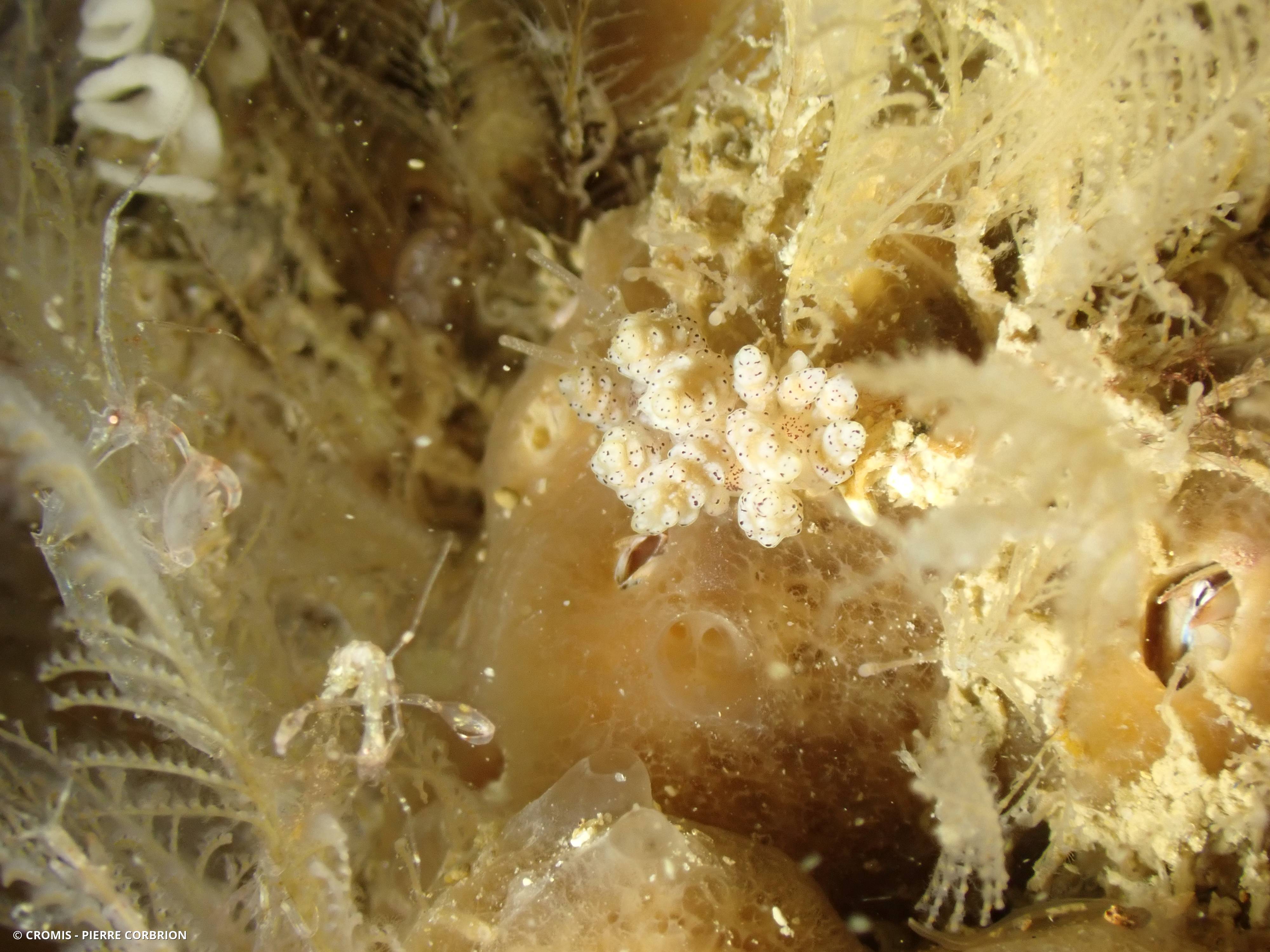 Caprelle phasme