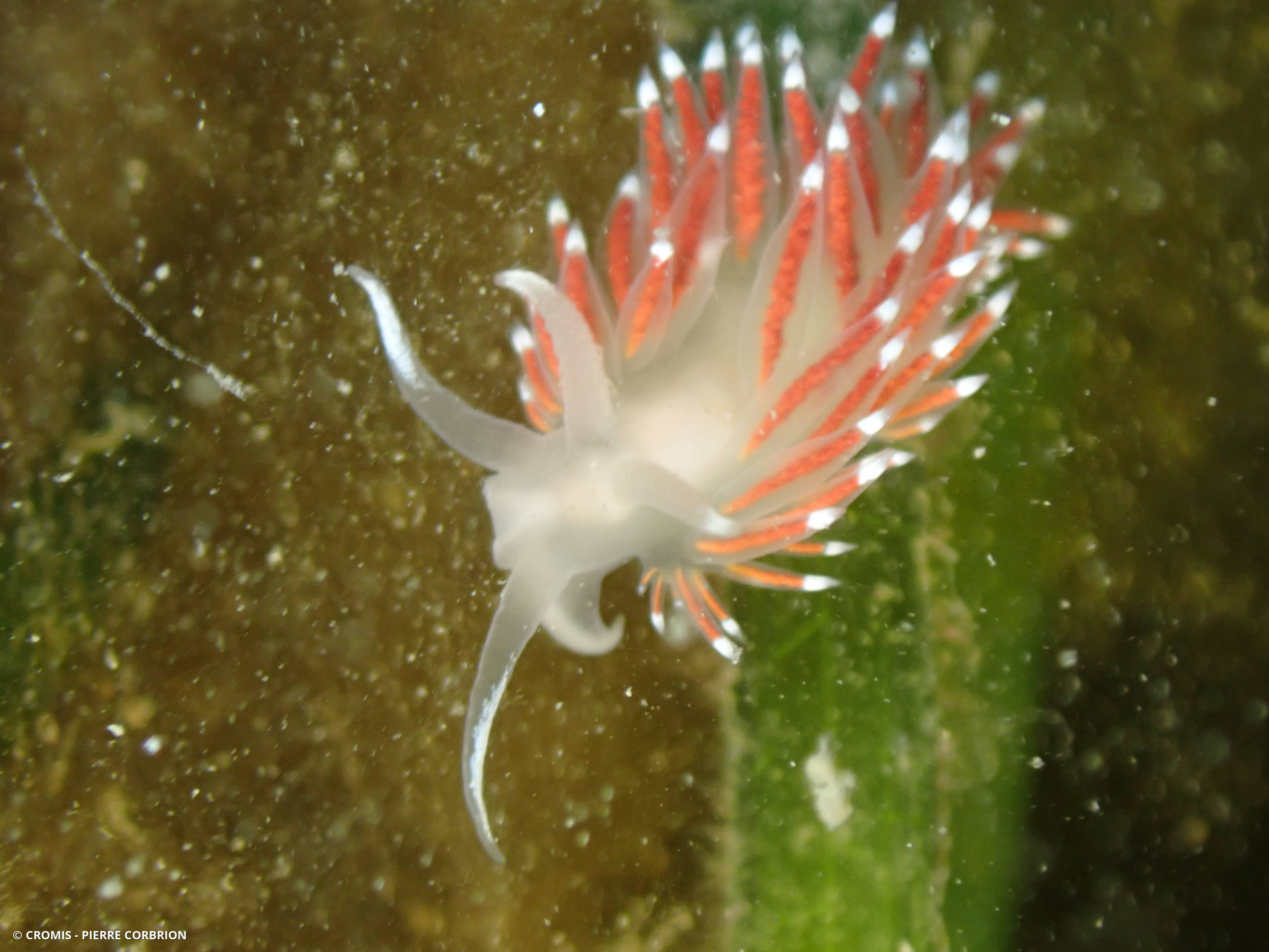 Coryphelle de Brown