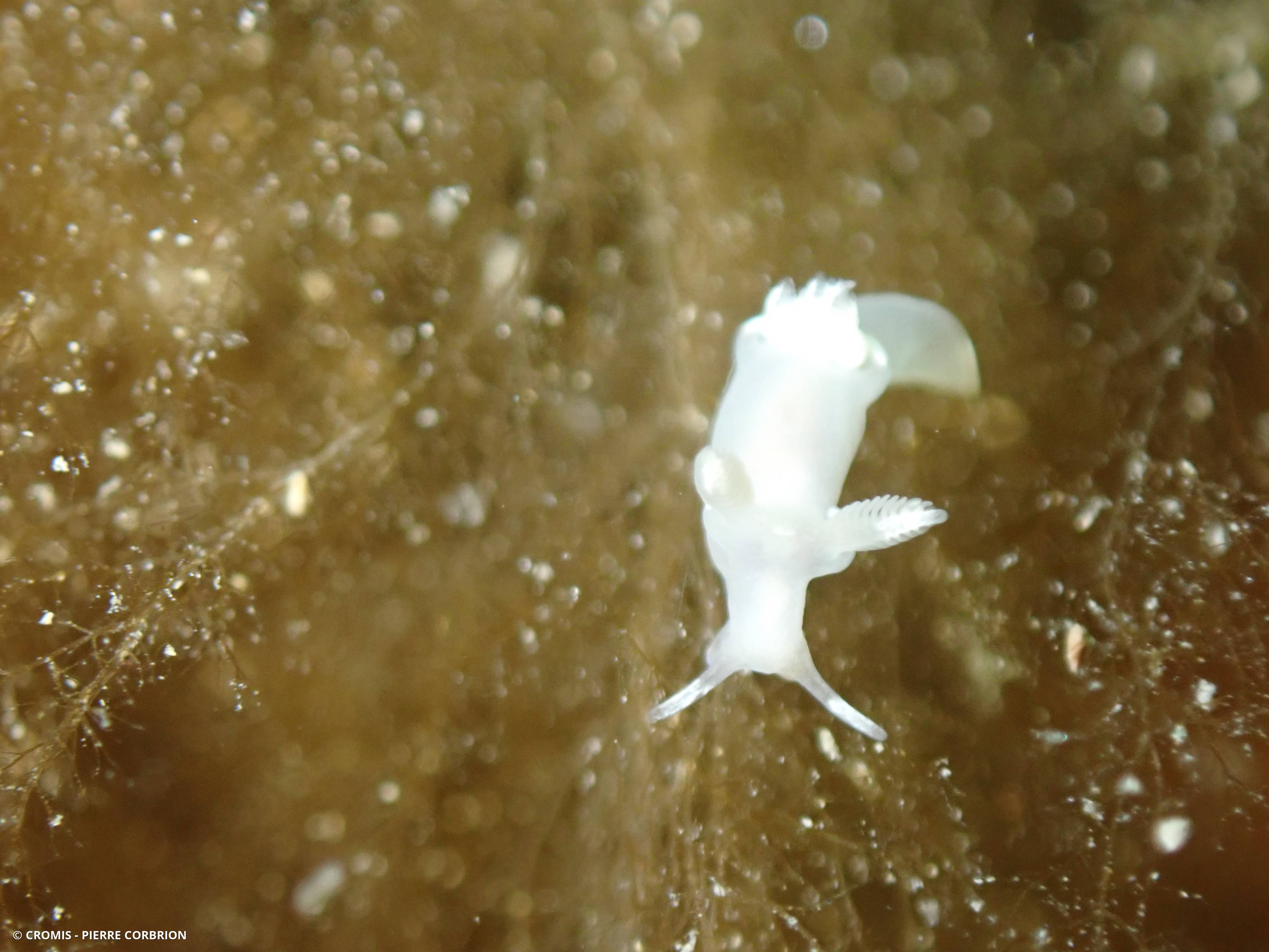 Trapanie blanche