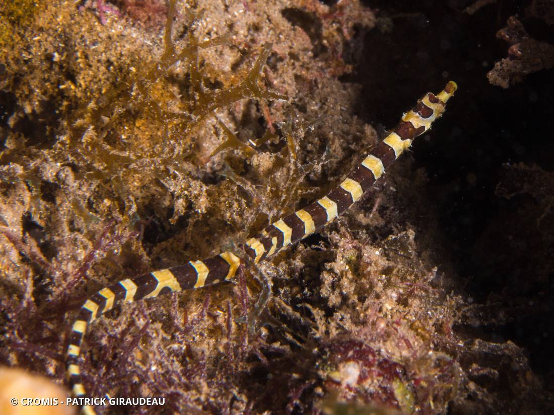 Syngnathe arlequin