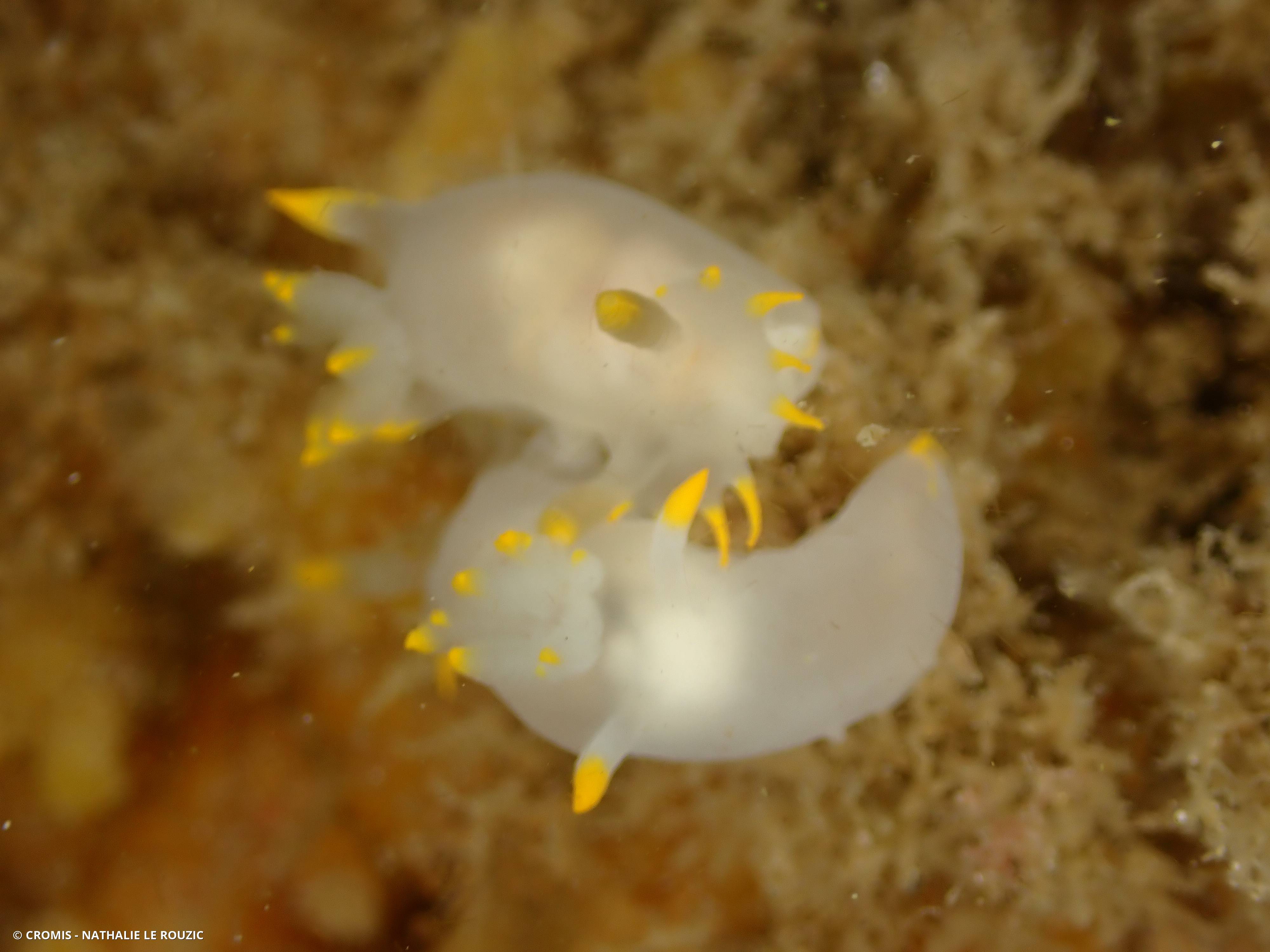 Polycère des Féroé