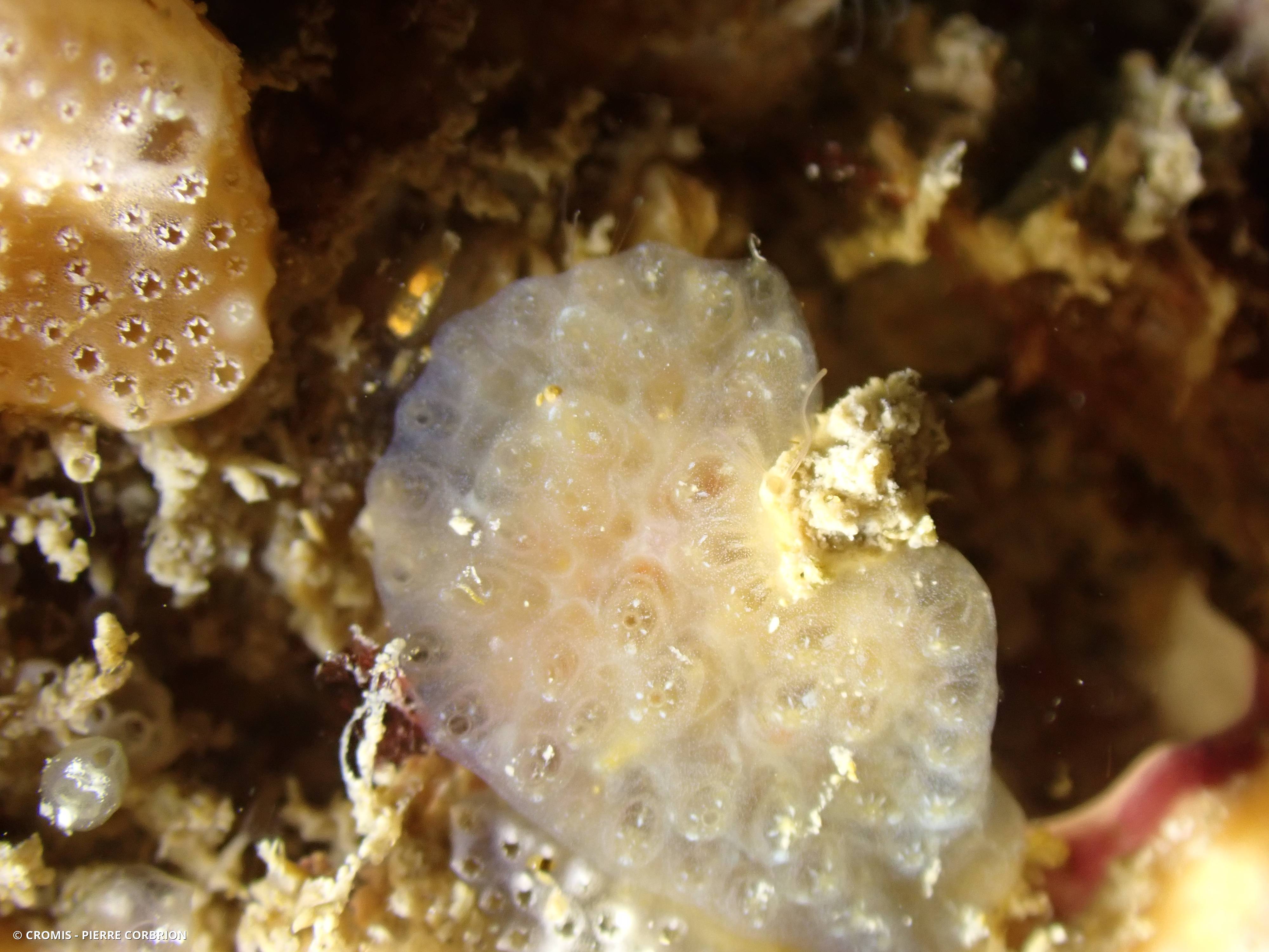 Aplidium glabre