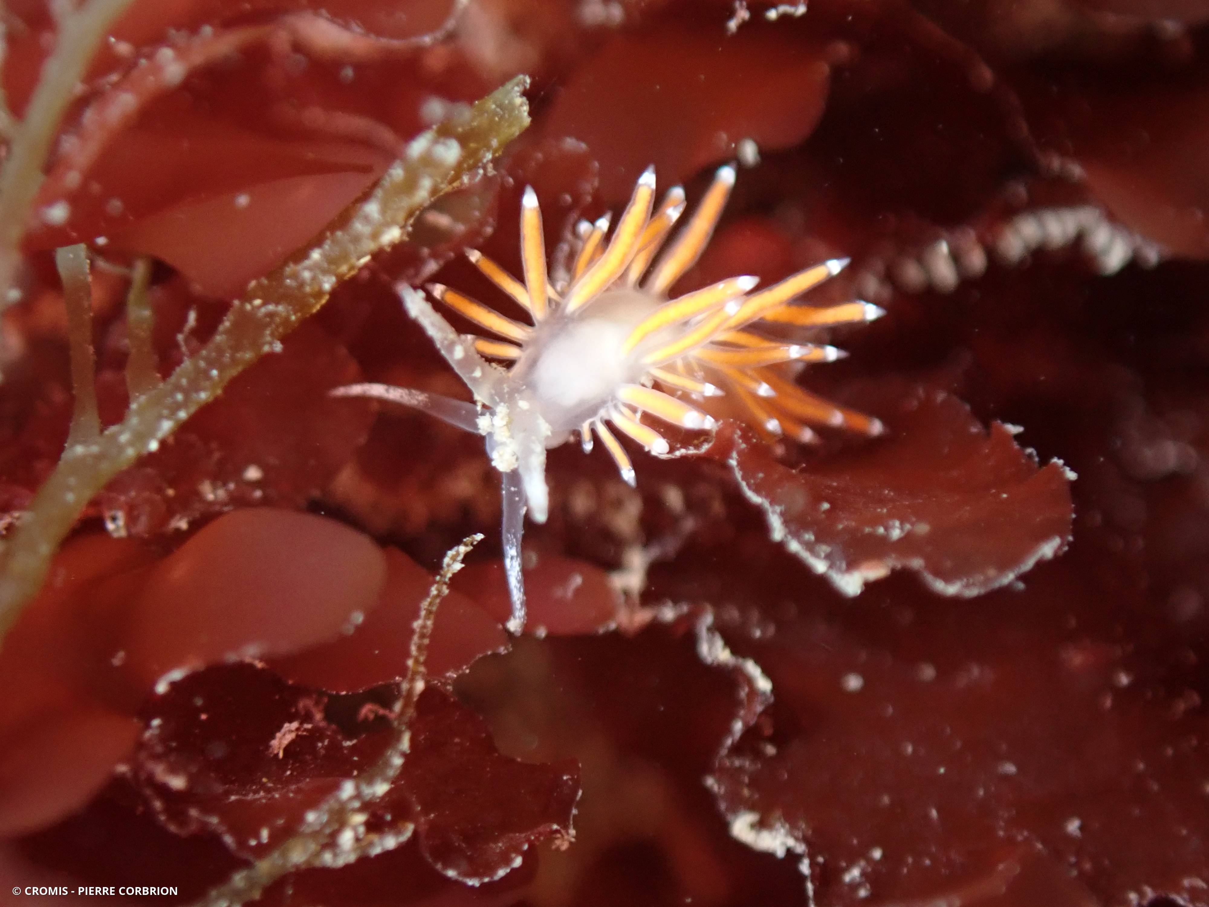 Coryphelle de Brown