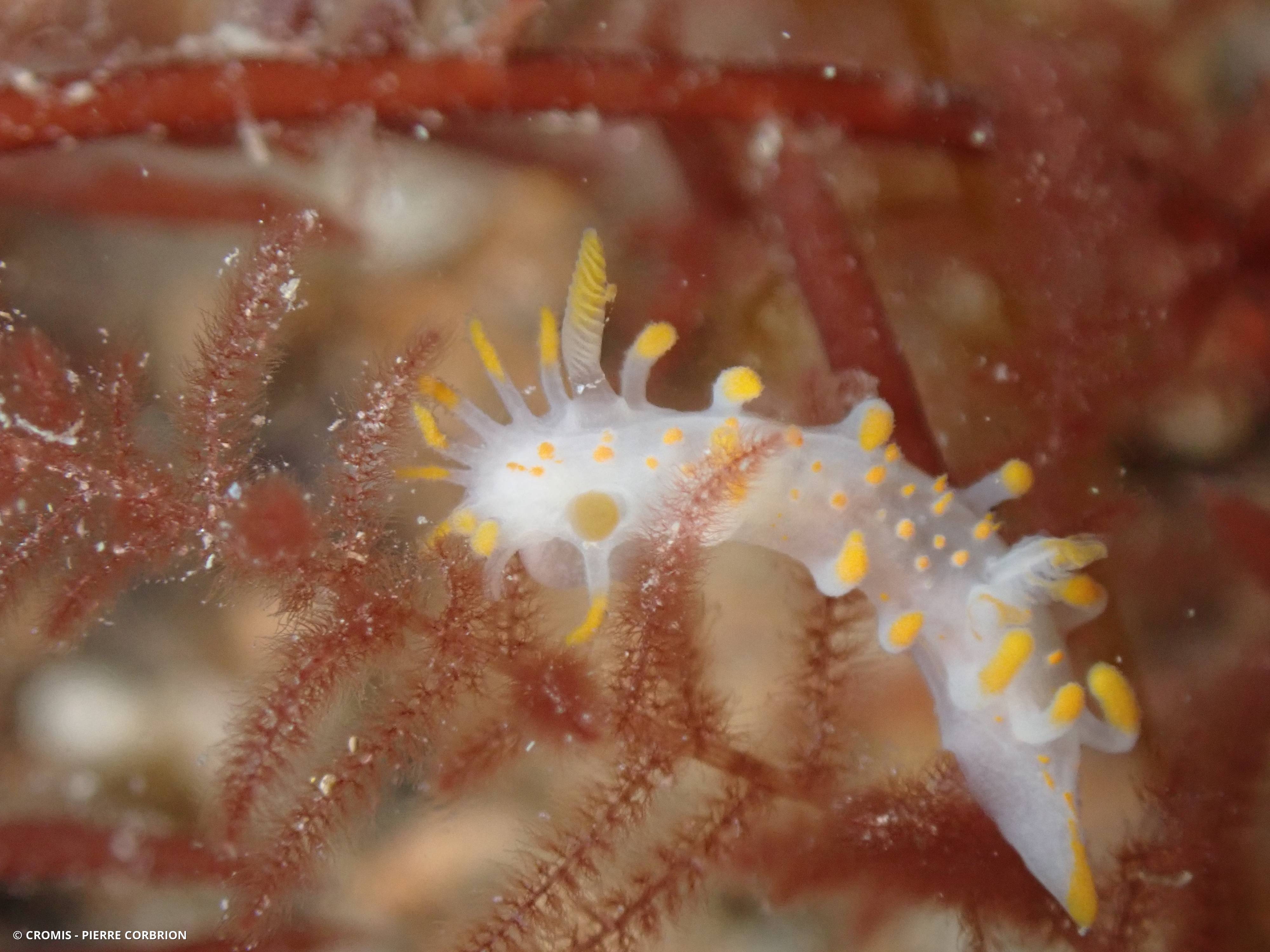 Limacia clavigère