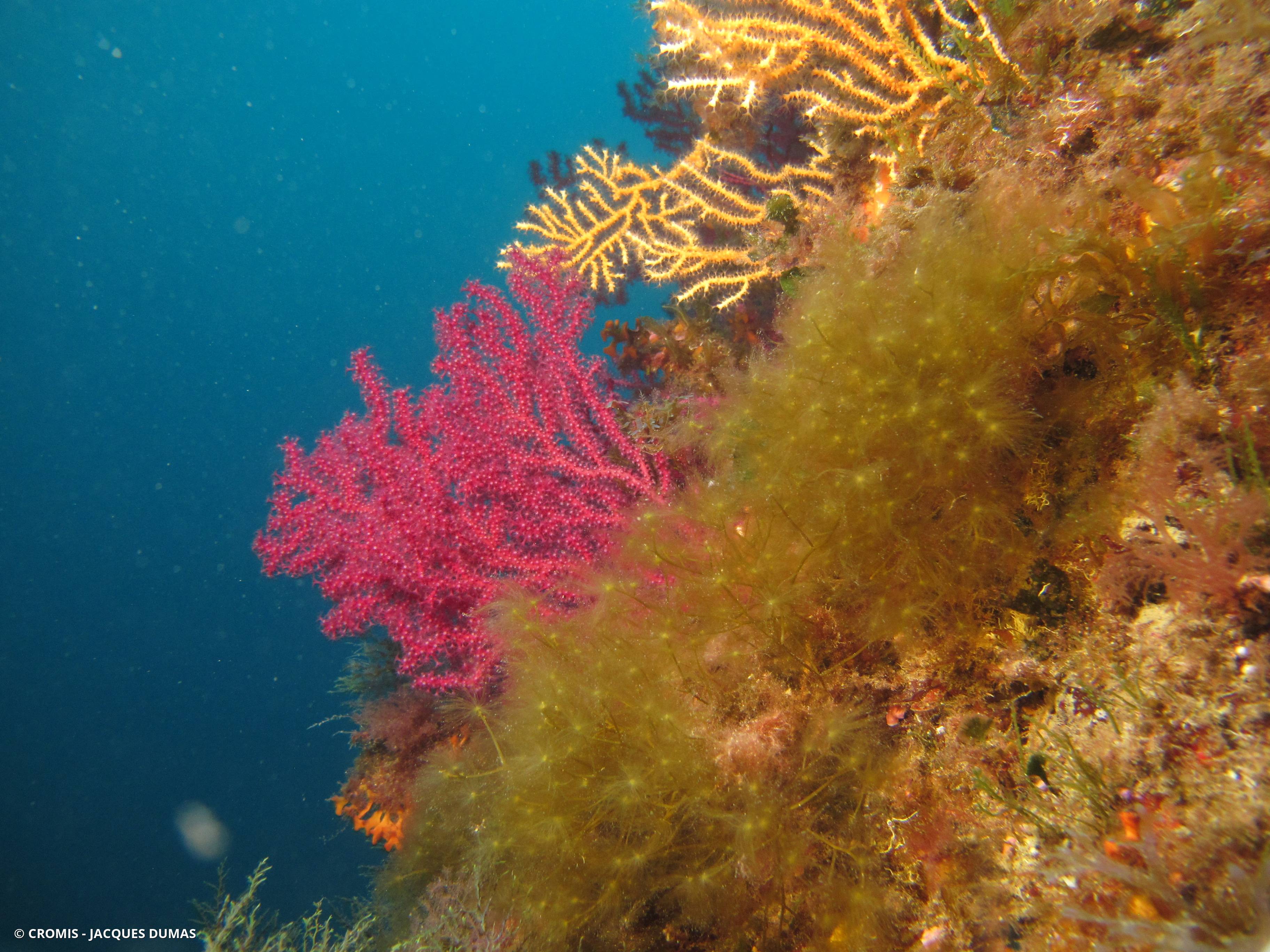 Carpomitre à nervure de Méditerranée