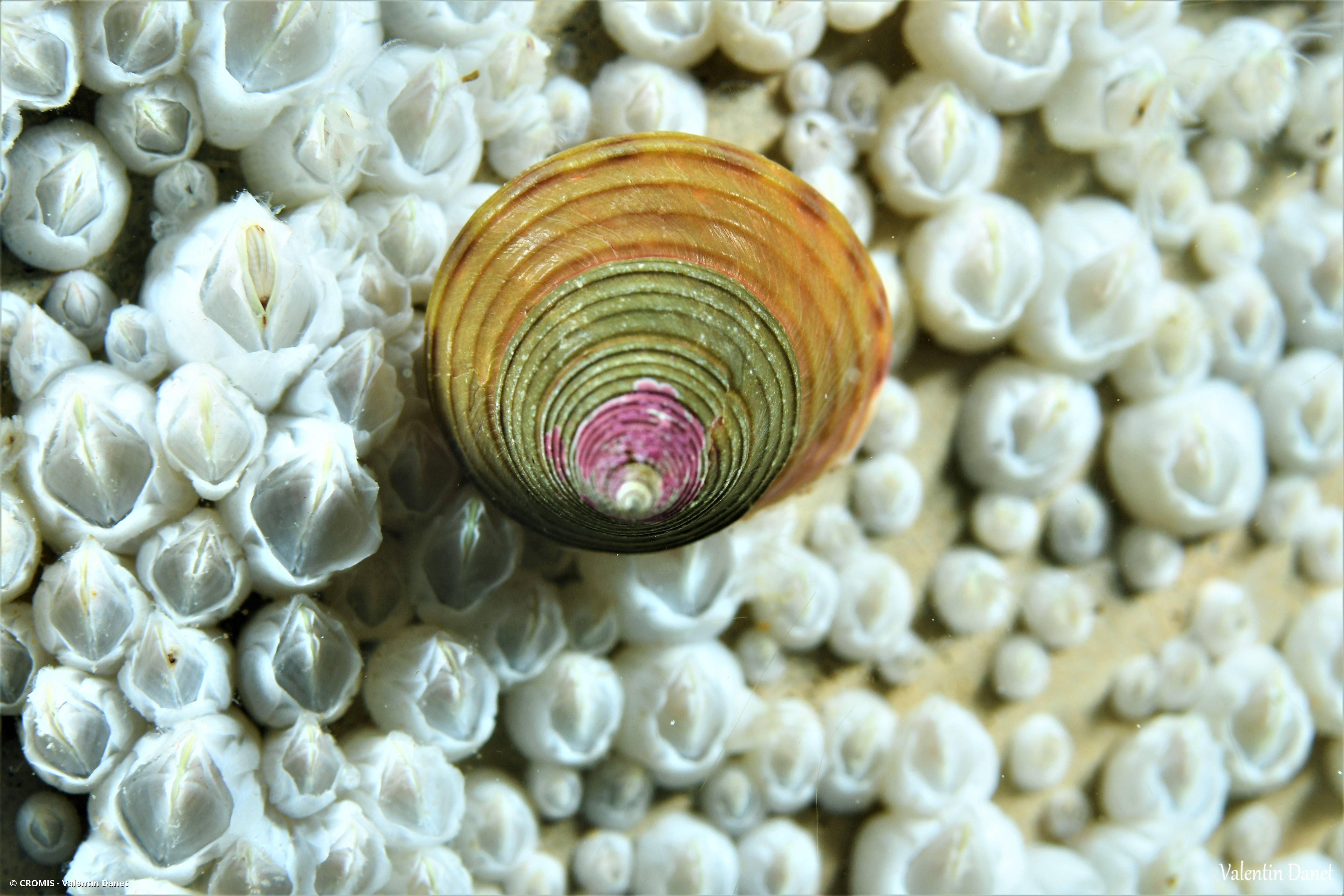 Calliostome jujube