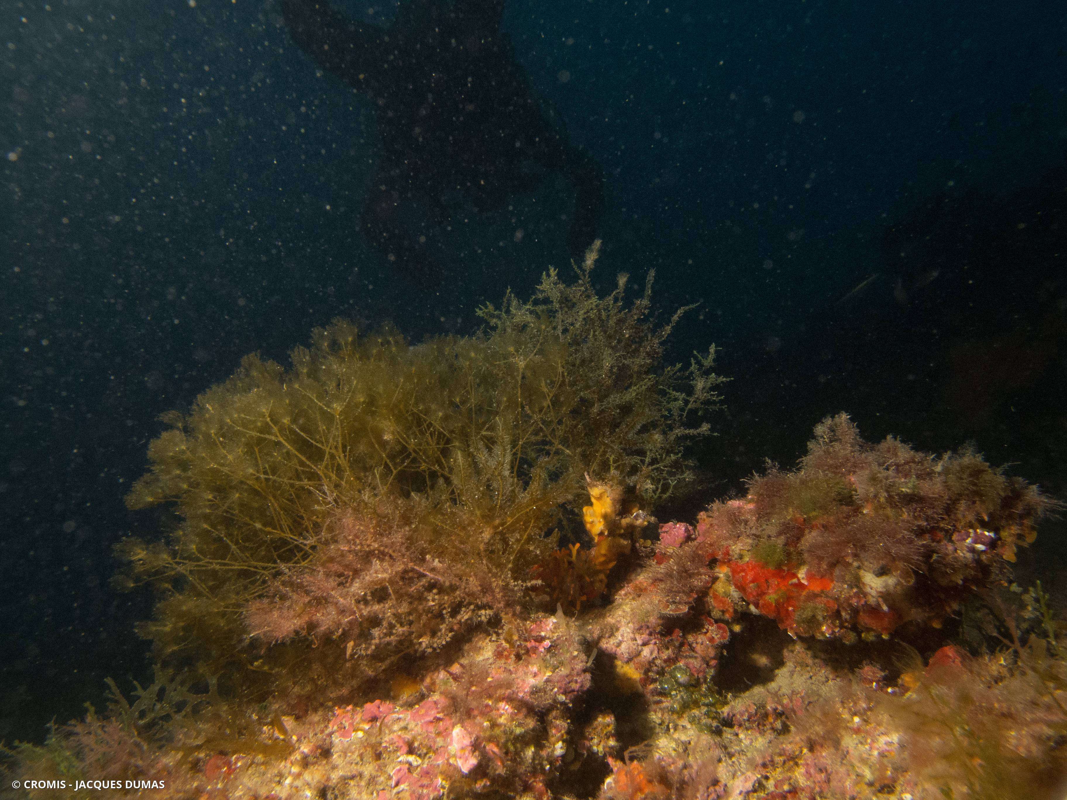 Nereia filiforme