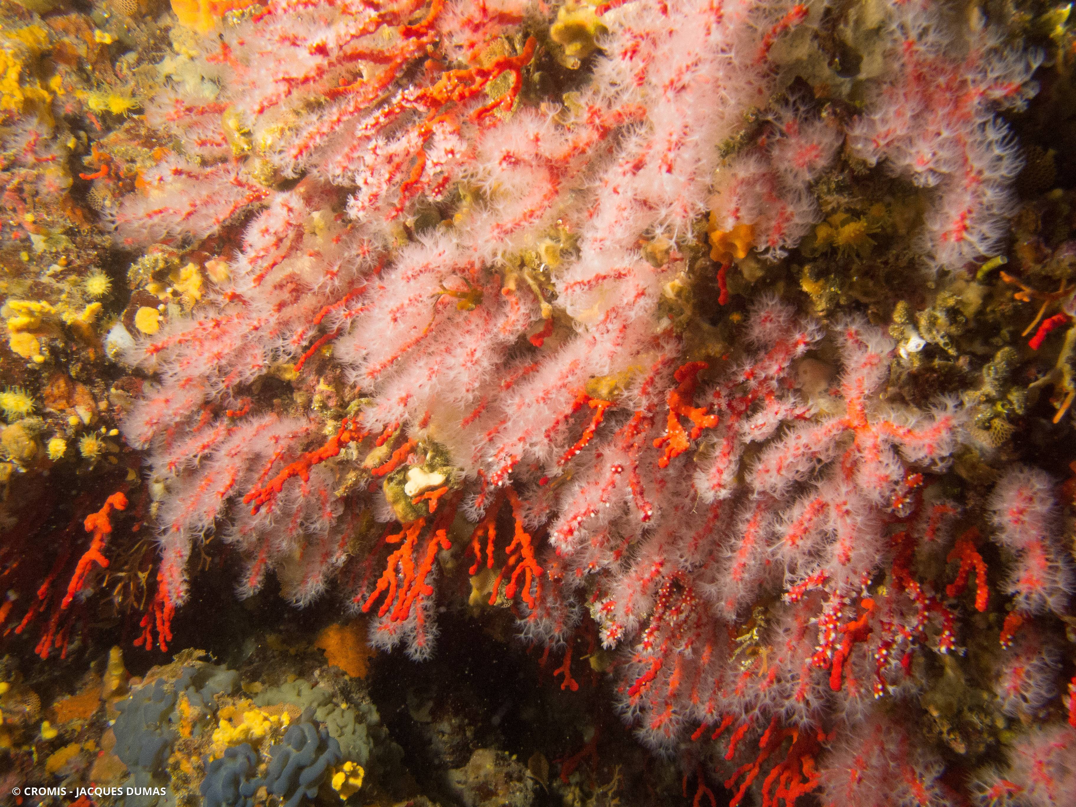Corail rouge de Méditerranée