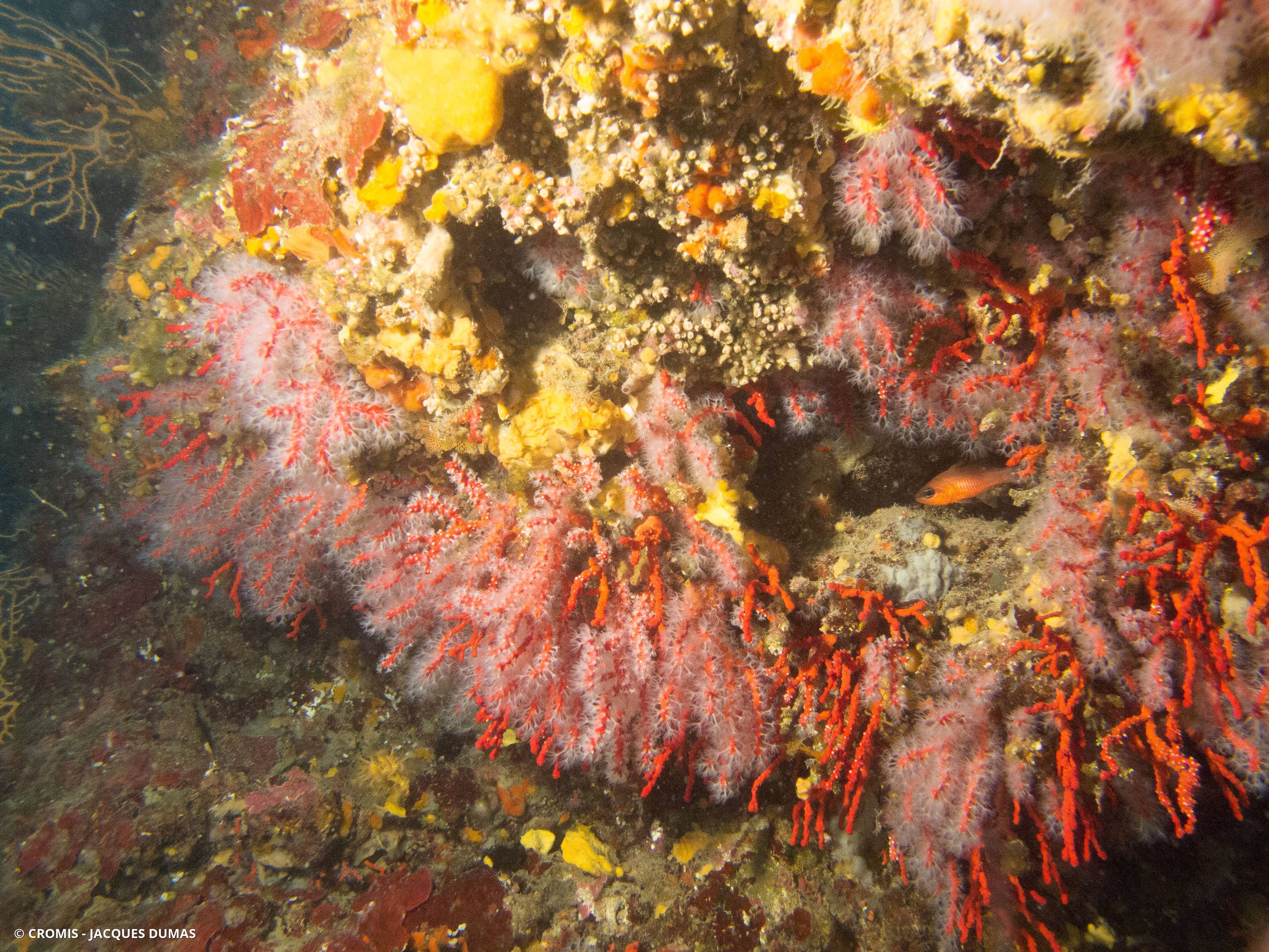 Corail rouge de Méditerranée
