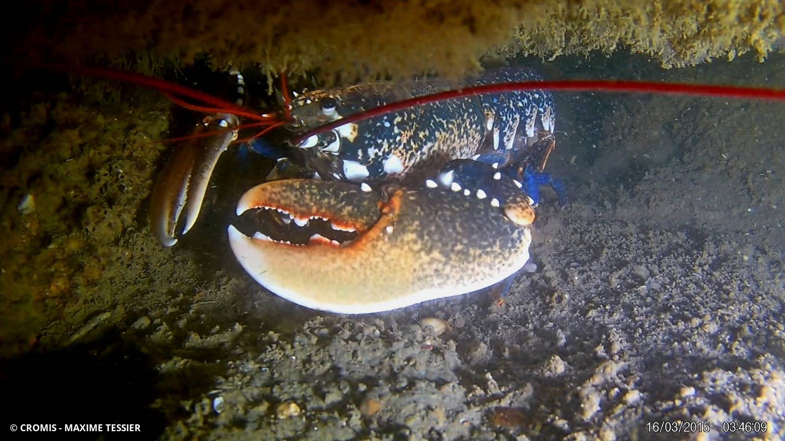Homard européen