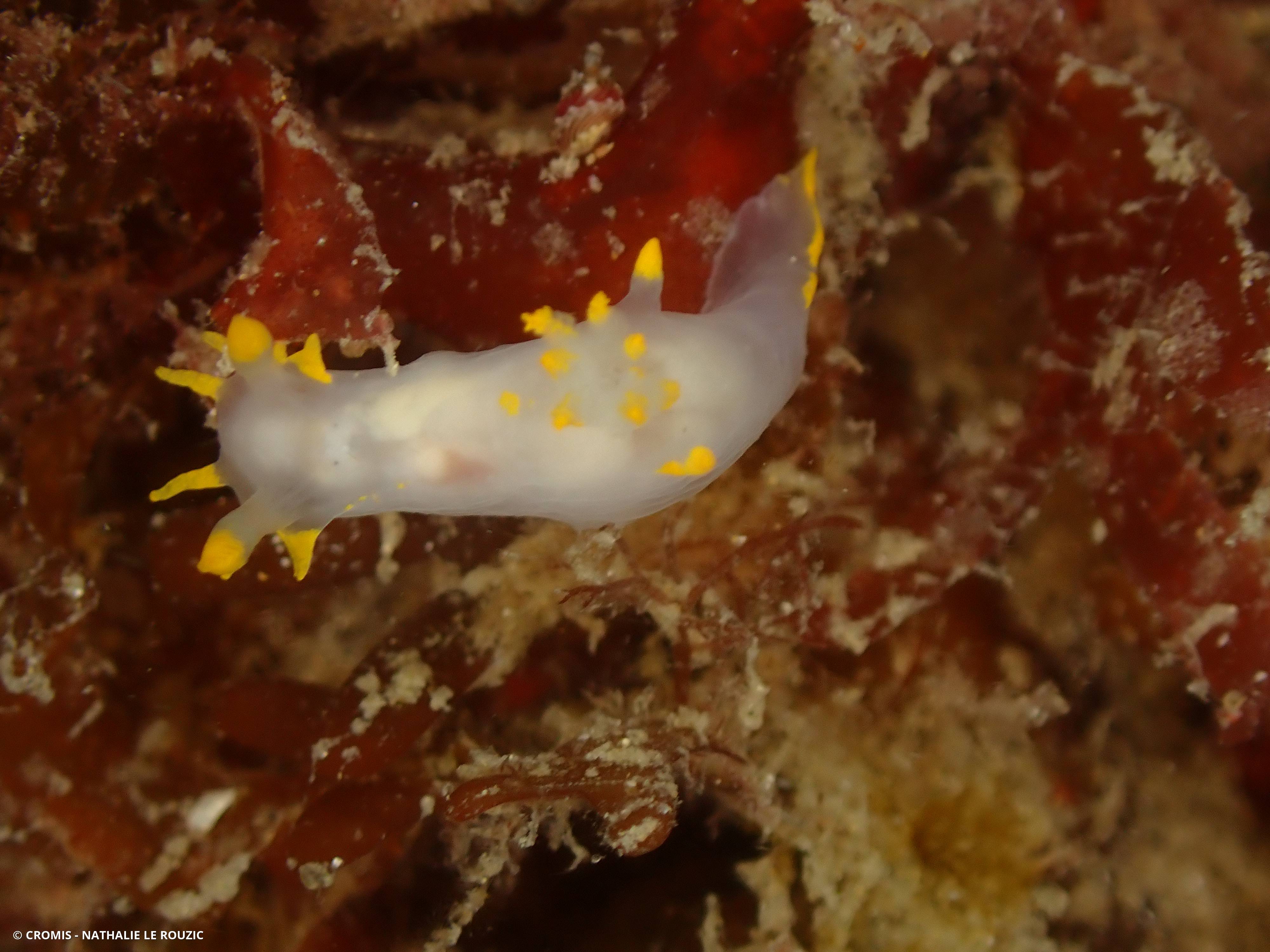 Polycère des Féroé