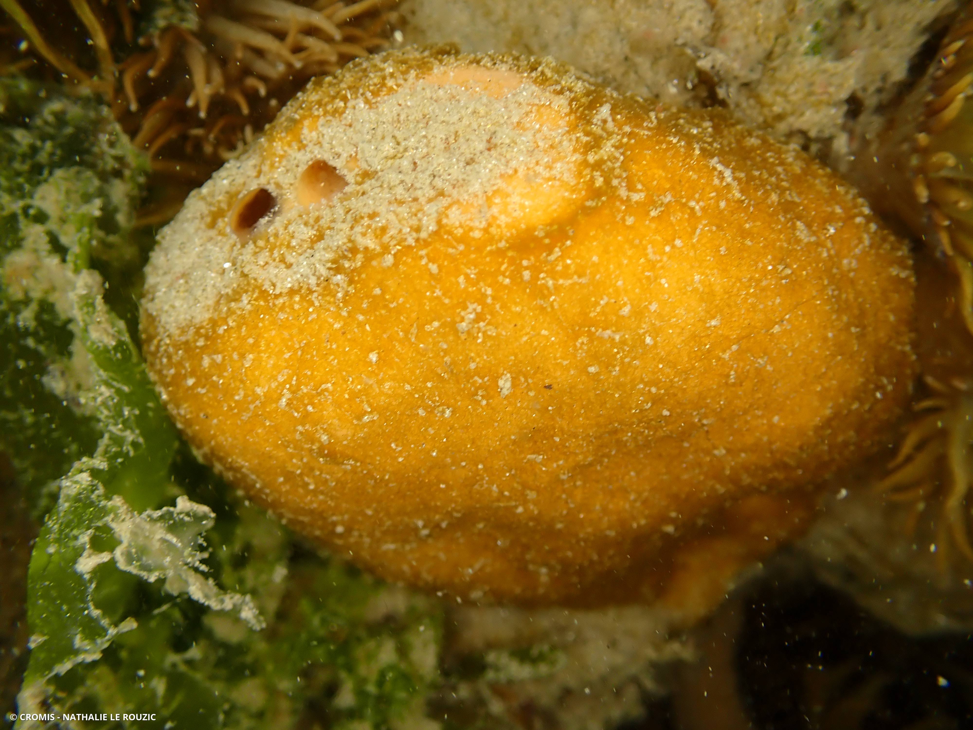 Subérite figue