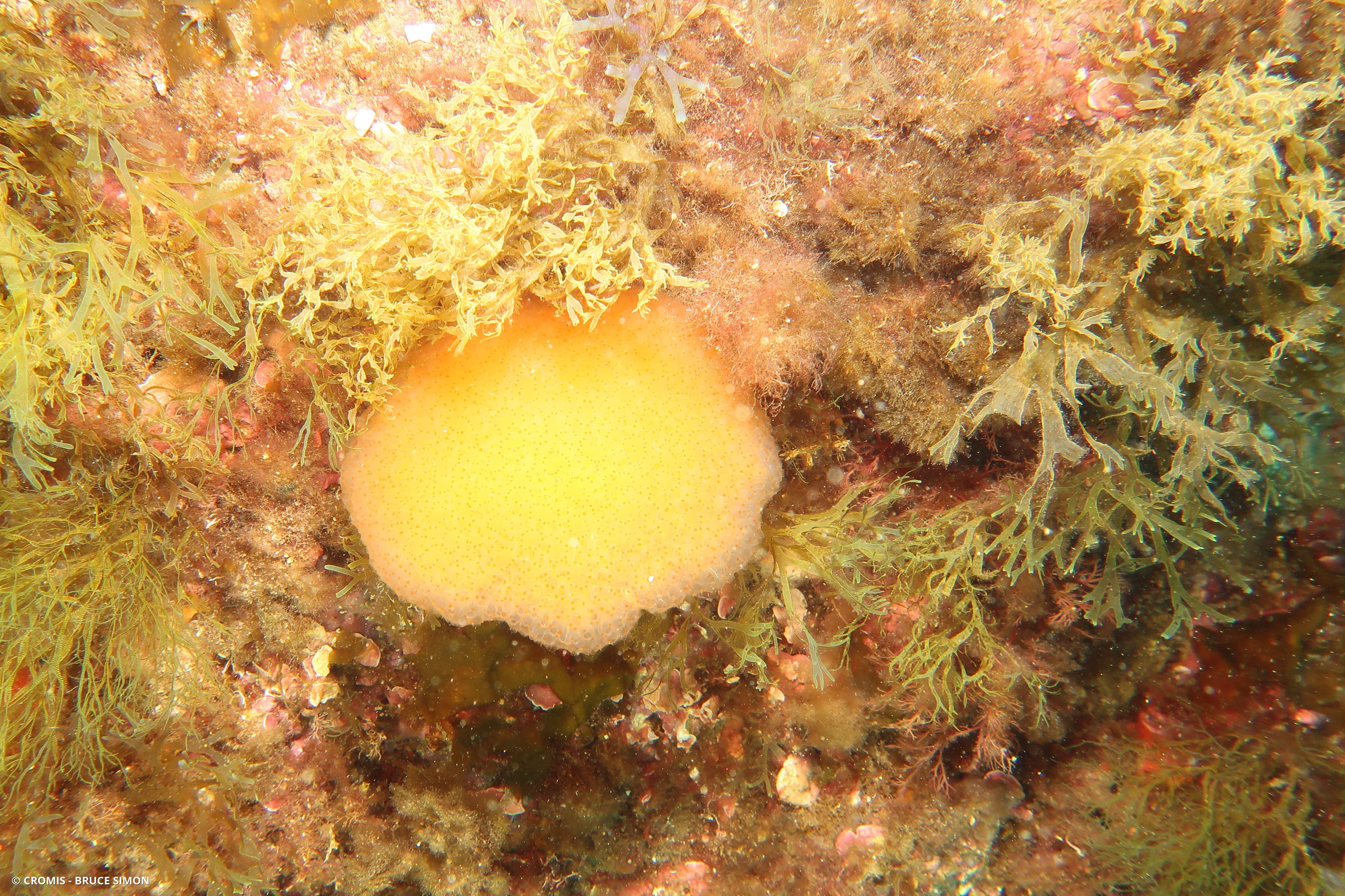 Pseudodistoma corse