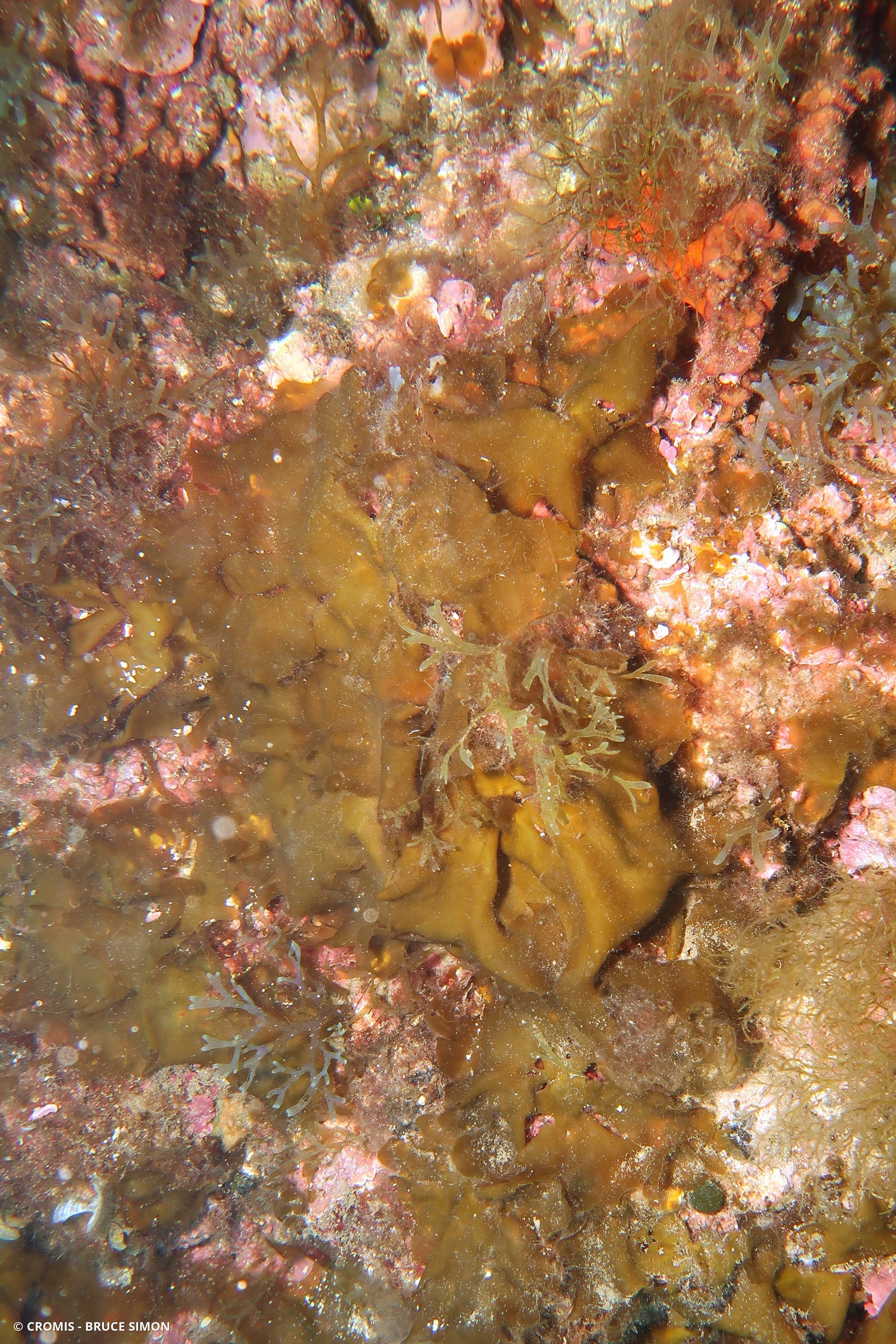 Zanardinia