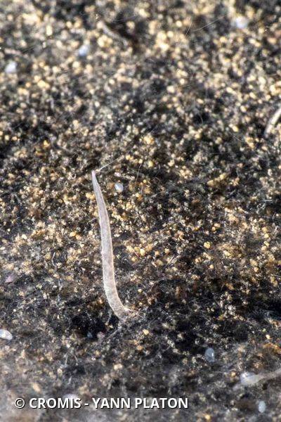 Tubifex