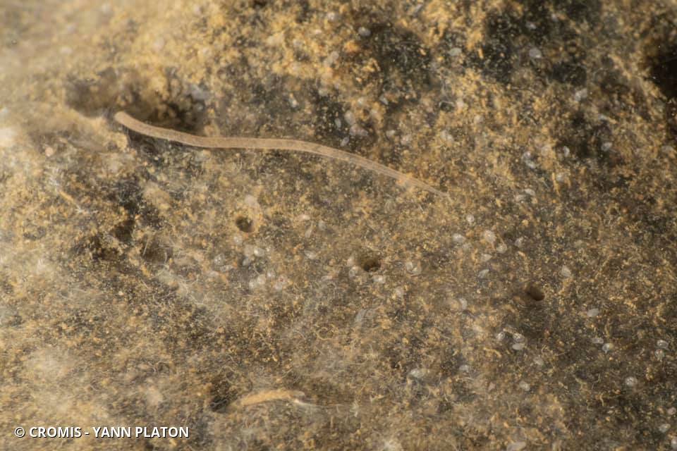 Tubifex