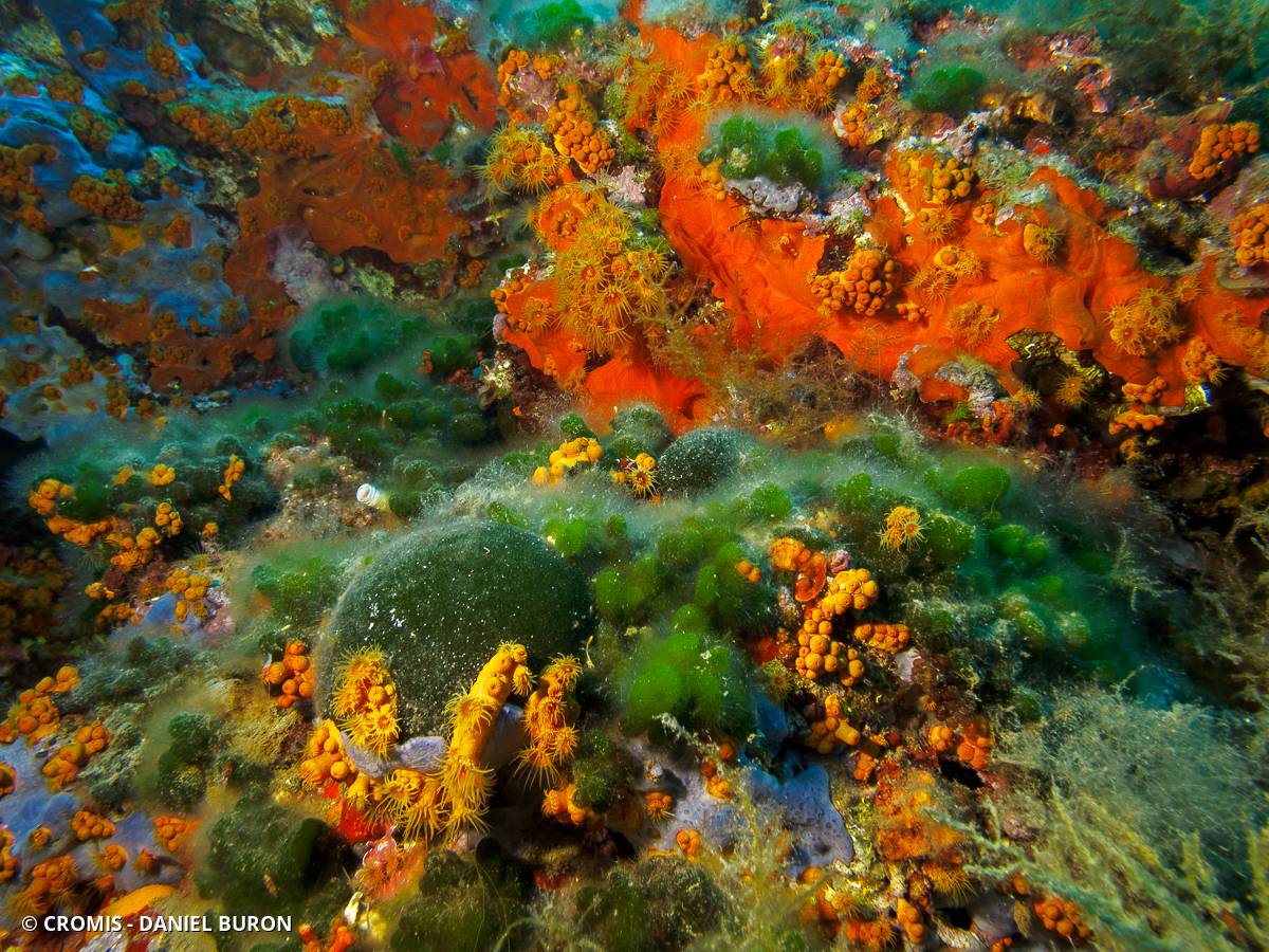 Codium mamelonné