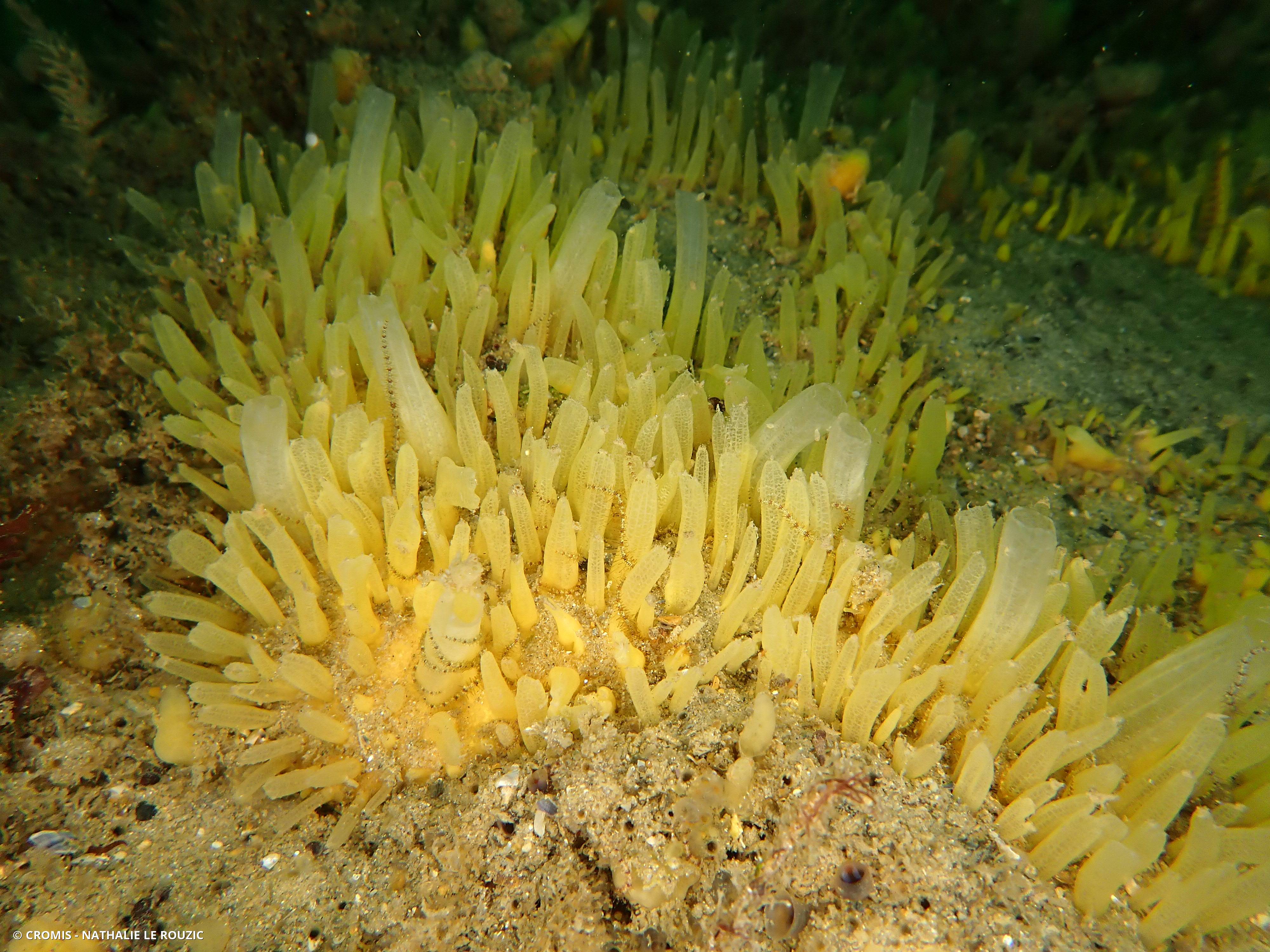 Eponge à languettes