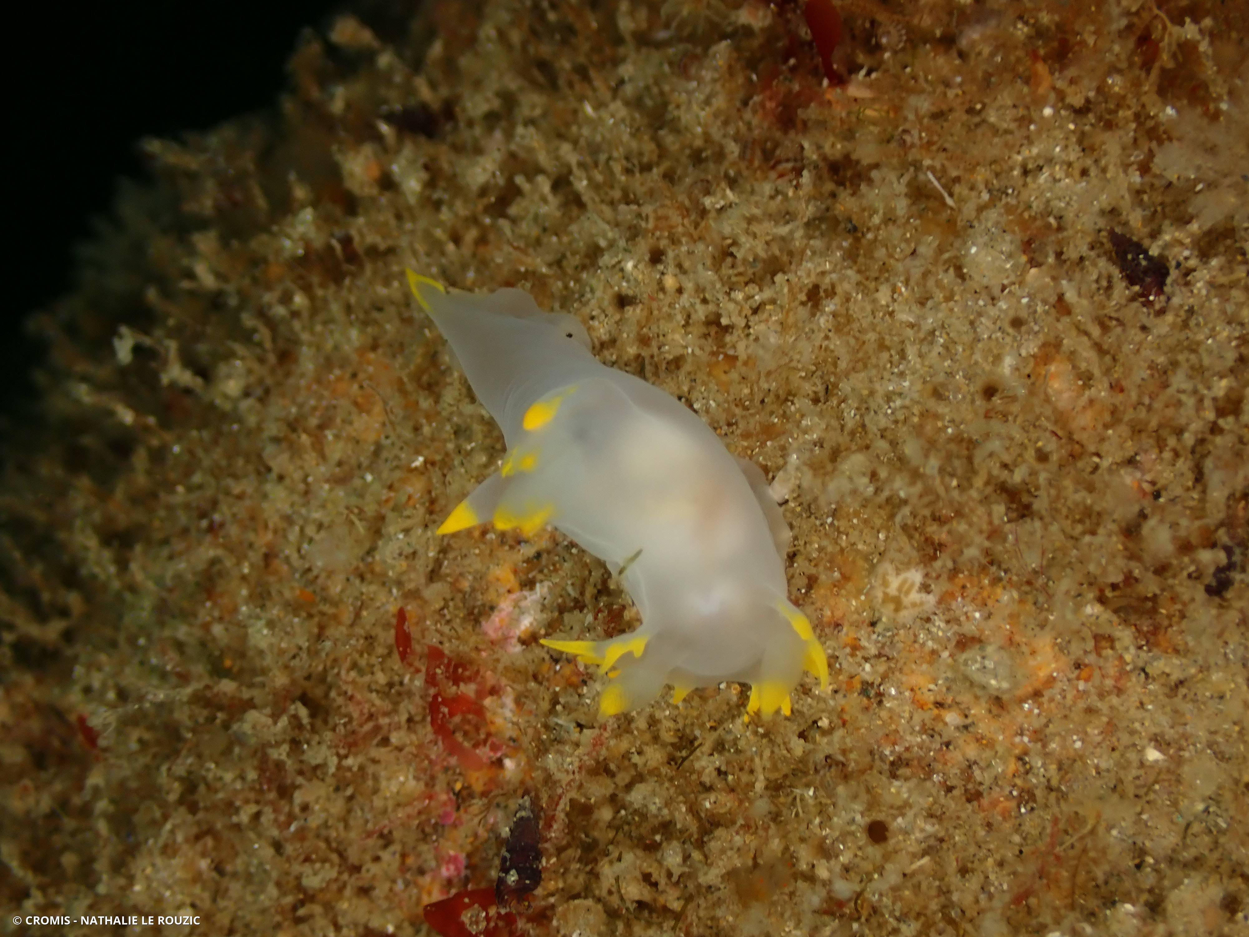 Polycère des Féroé