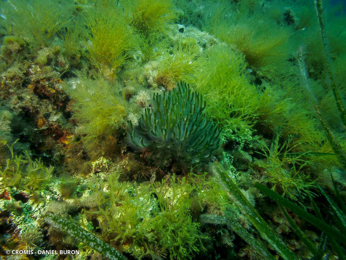 Codium fragile