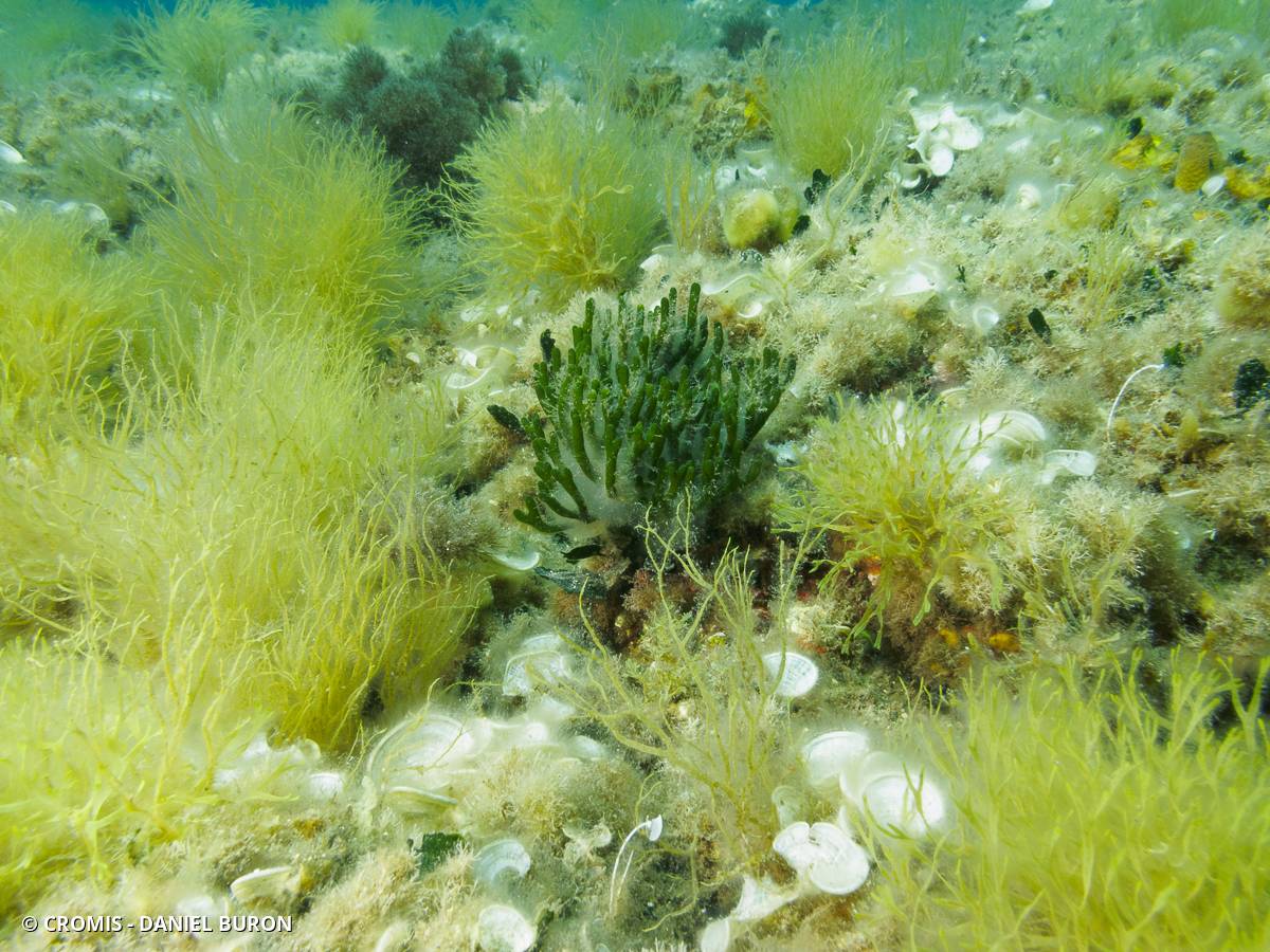 Codium fragile