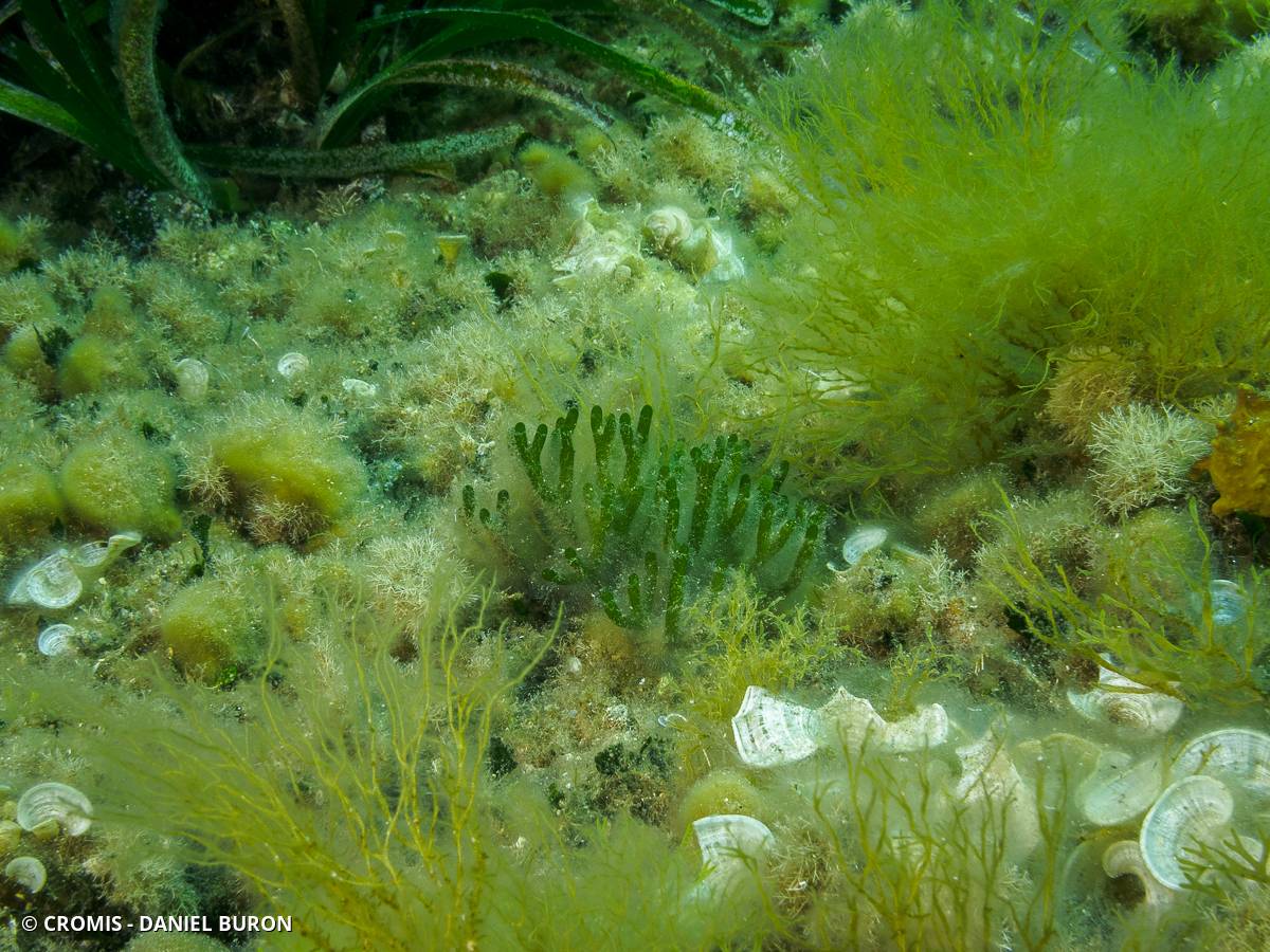 Codium fragile