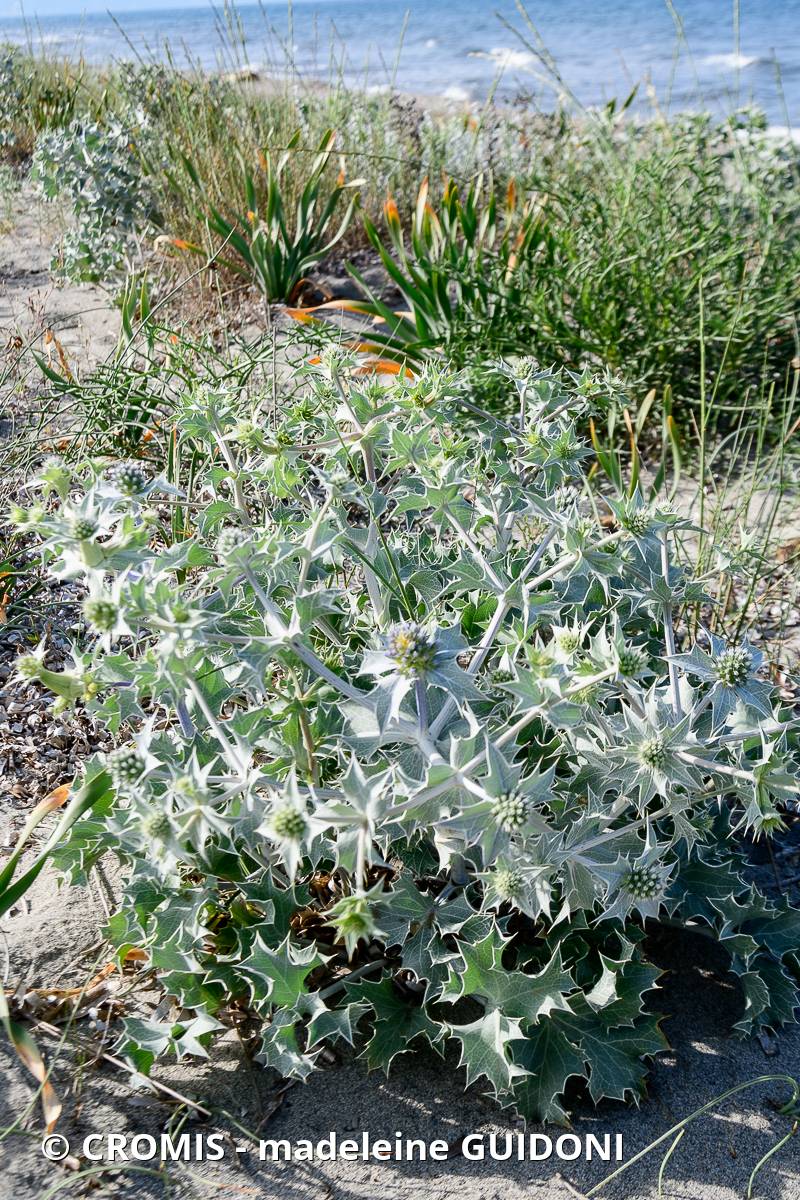 Panicaut de mer