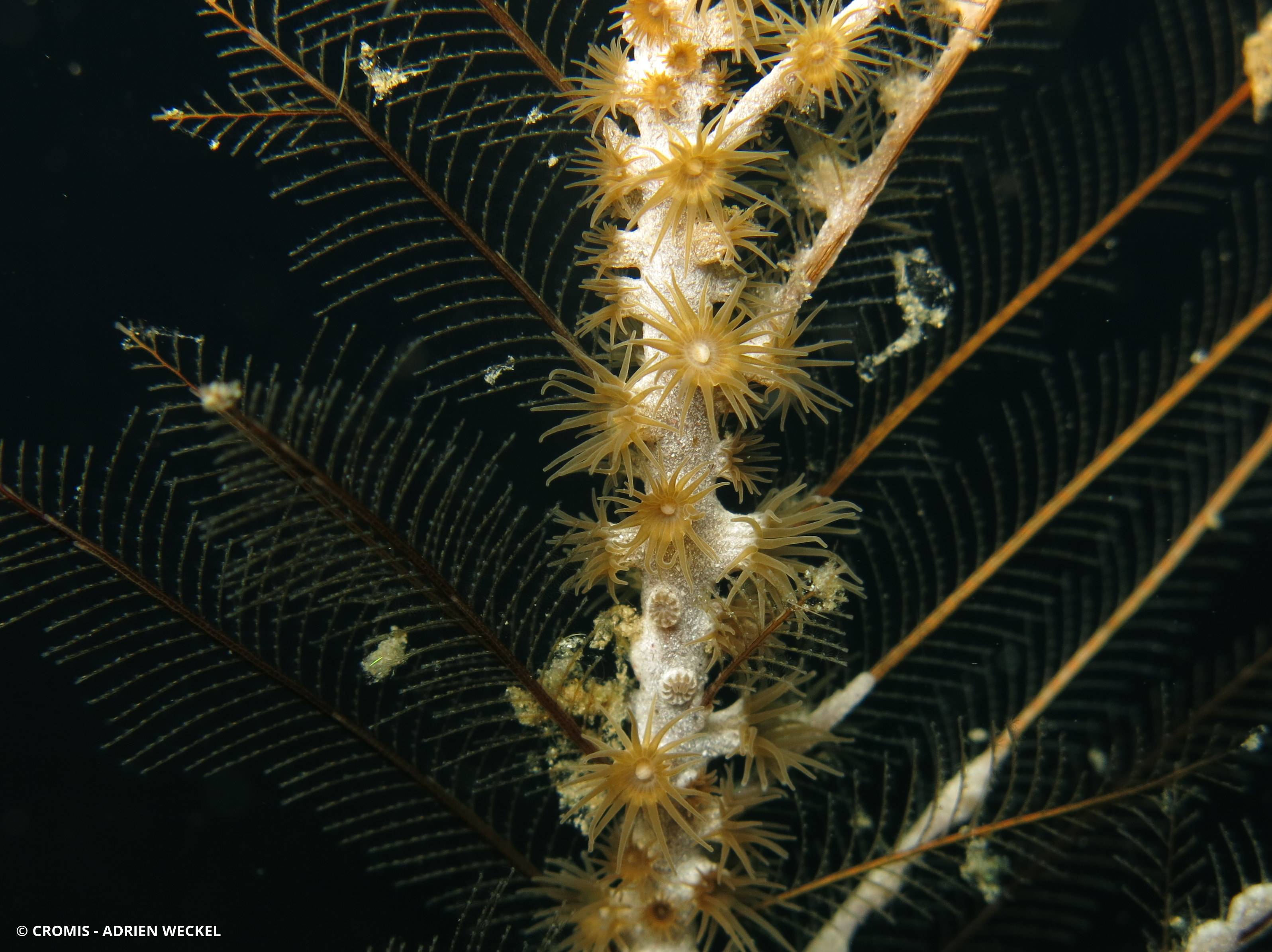 Zoanthaires des Hydraires