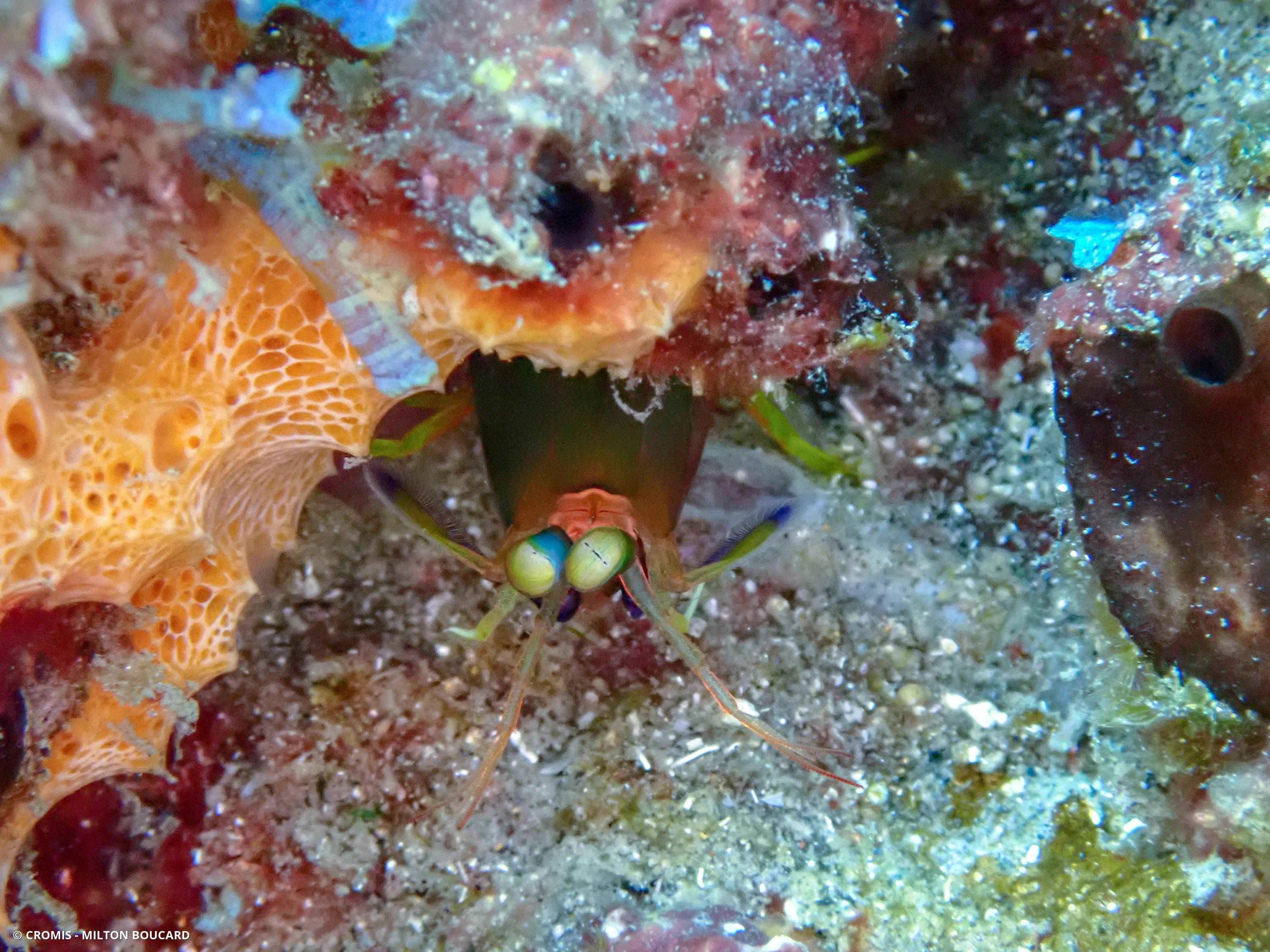 Squille de Curaçao