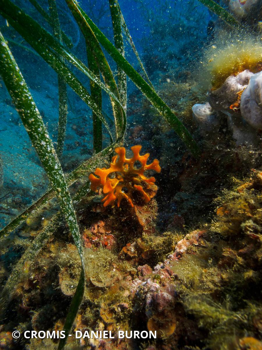 Rose de mer méditerranéenne