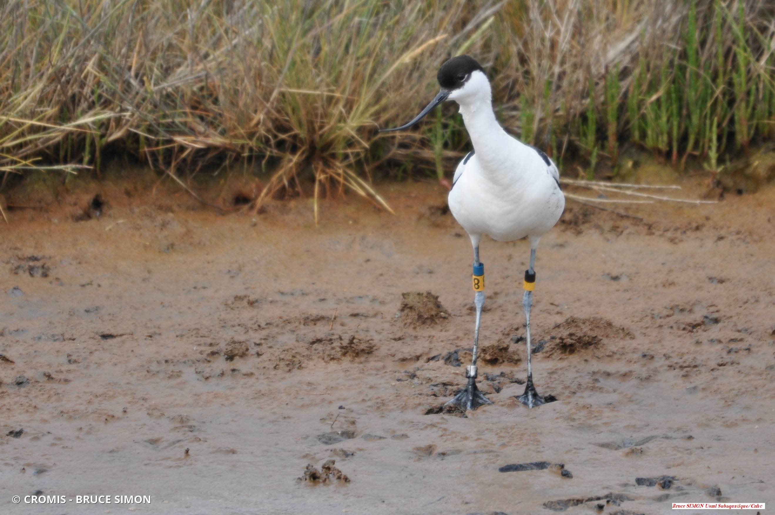 Avocette élégante
